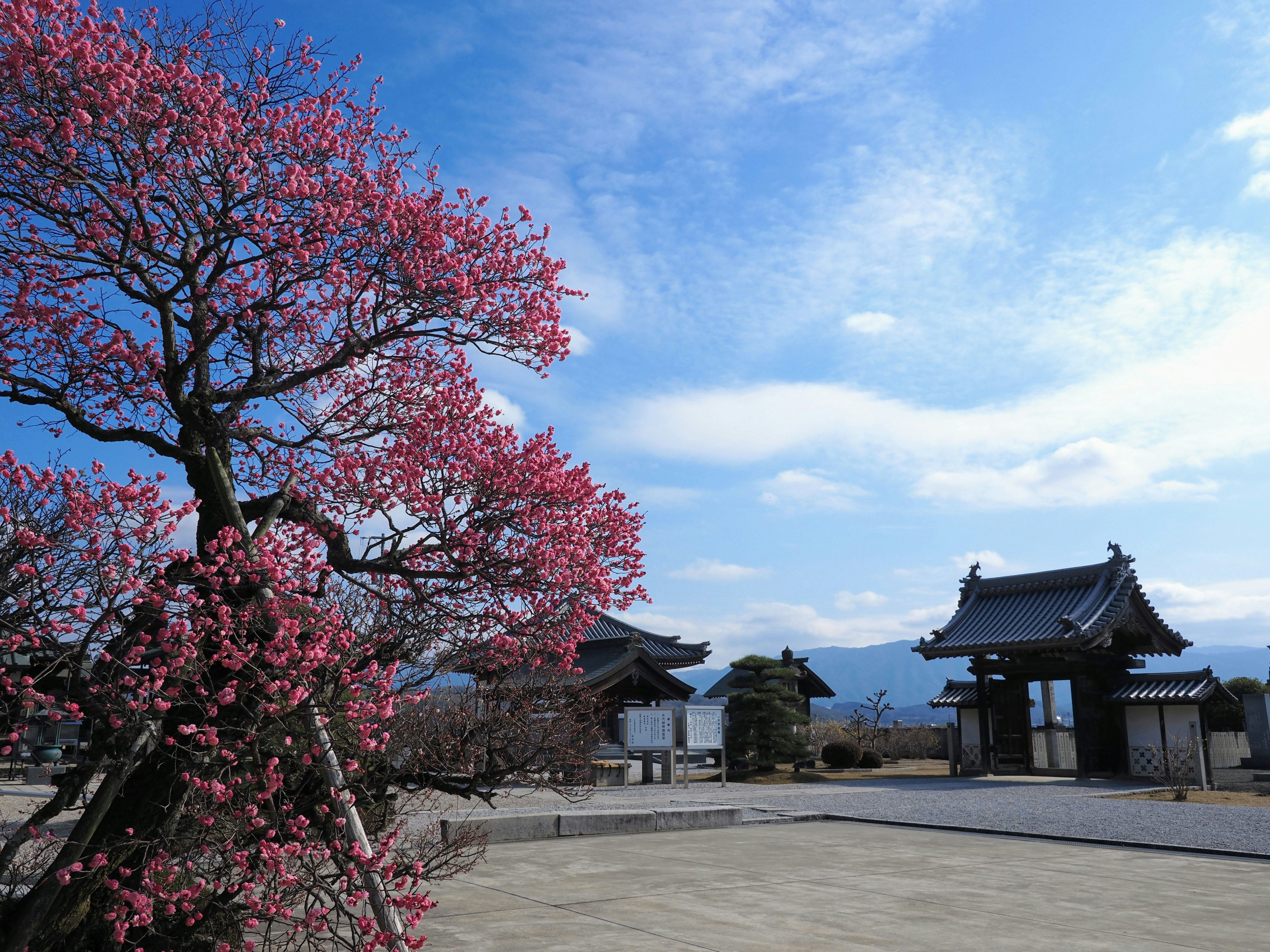 Pemandangan pohon sakura dan bangunan tradisional Jepang