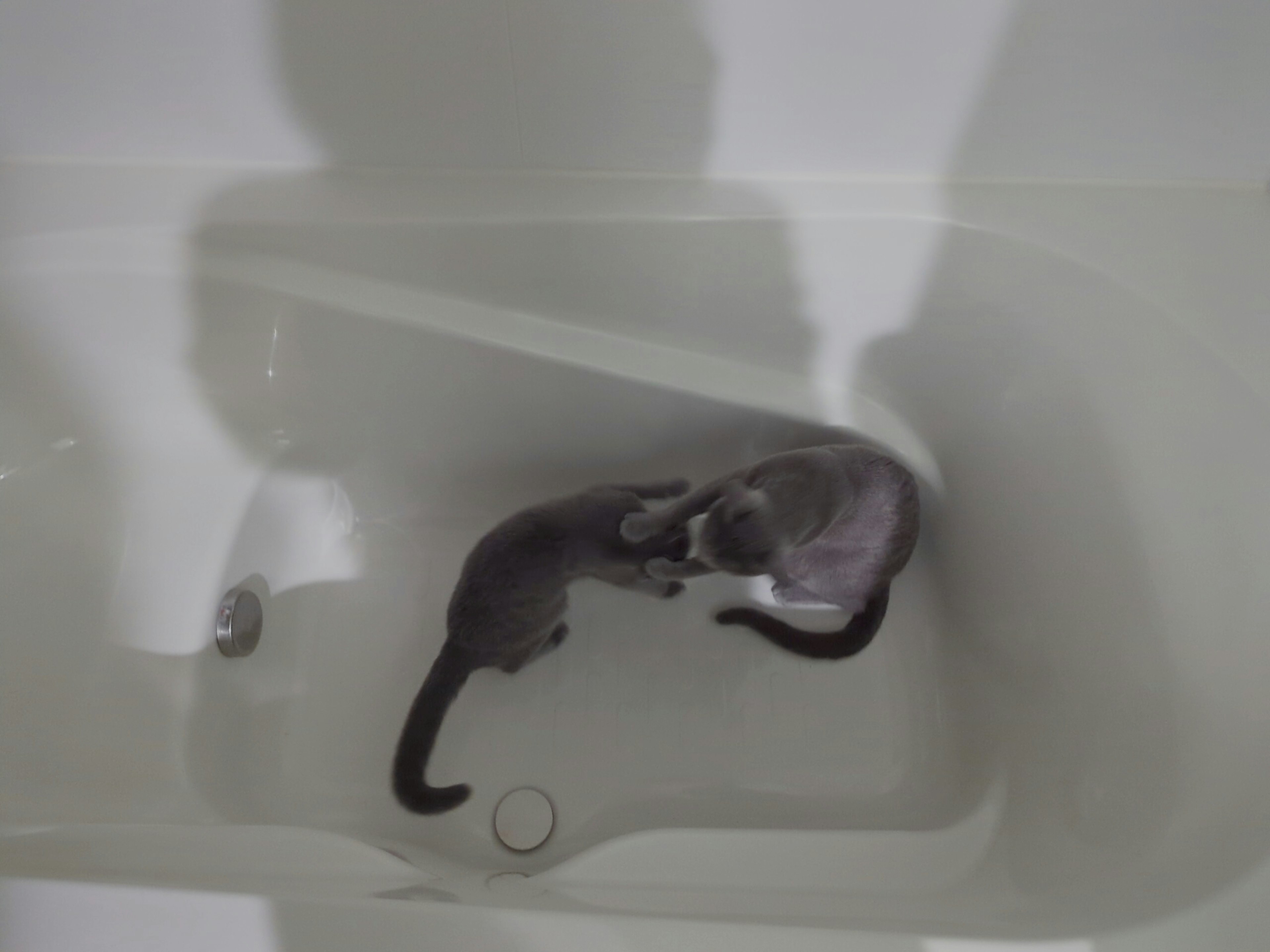 Two cats playing in a bathtub