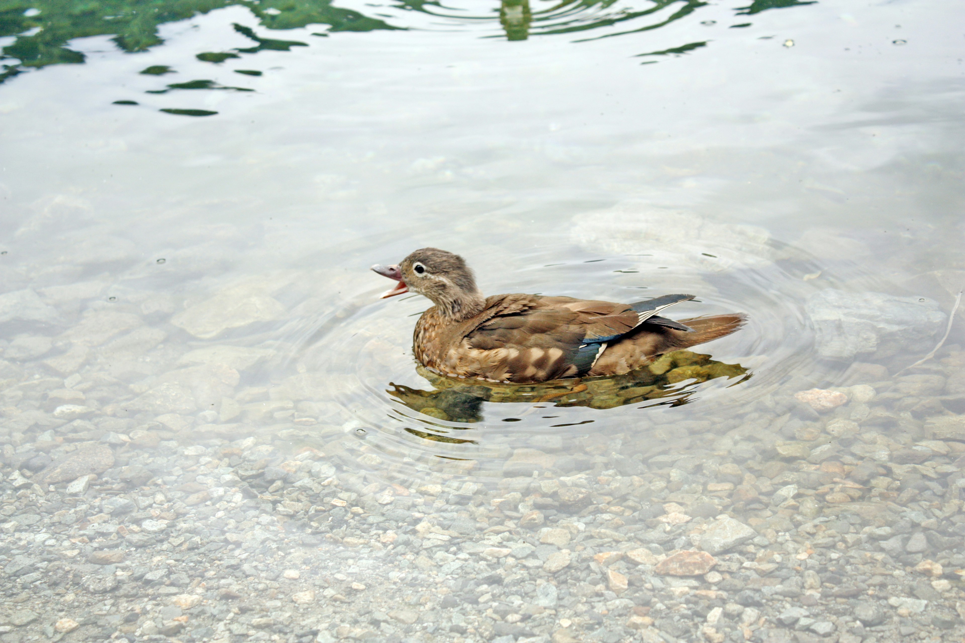 Eine braune Ente schwimmt auf der Wasseroberfläche