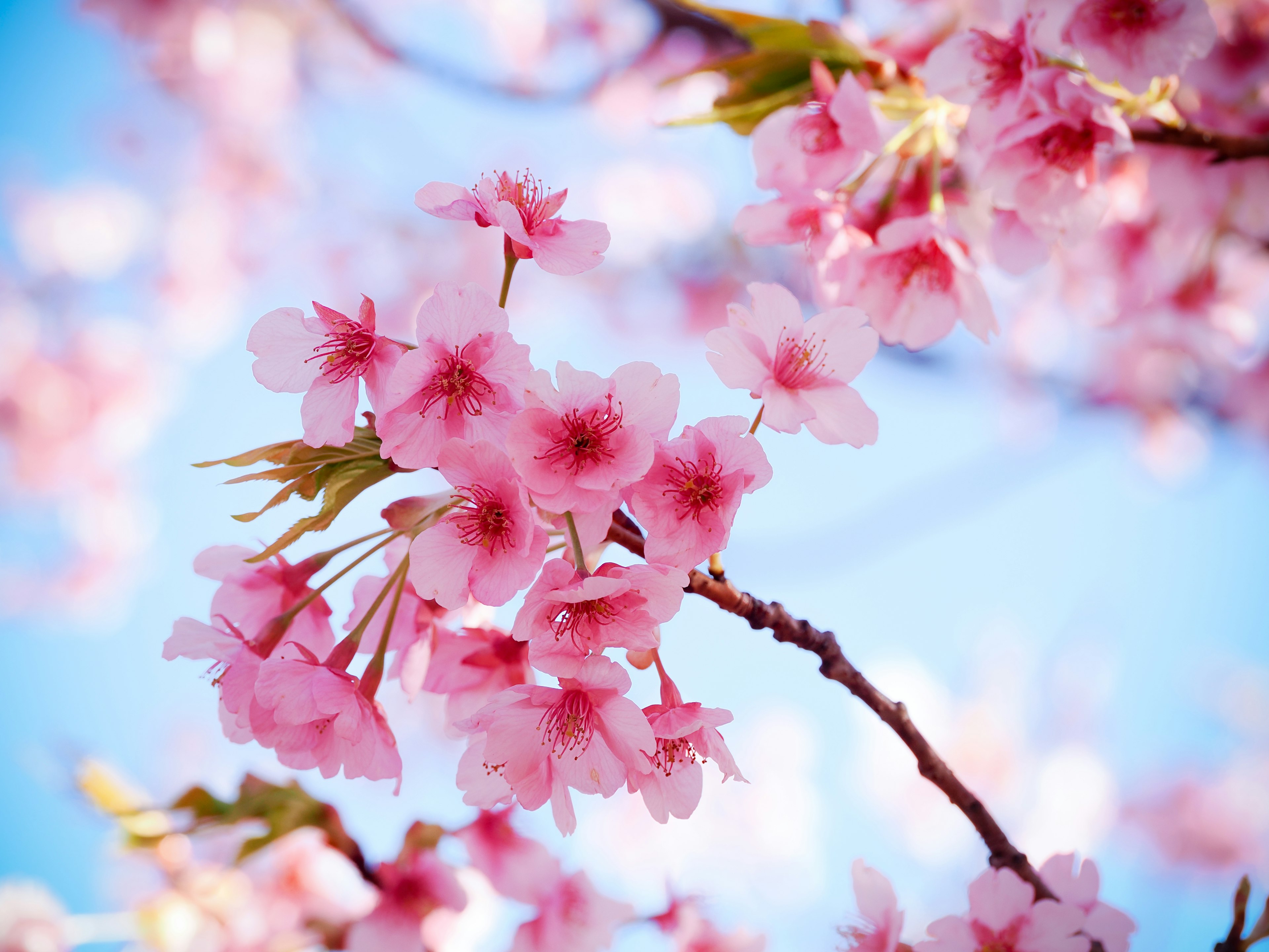 Cherry blossoms blooming beautifully under a blue sky