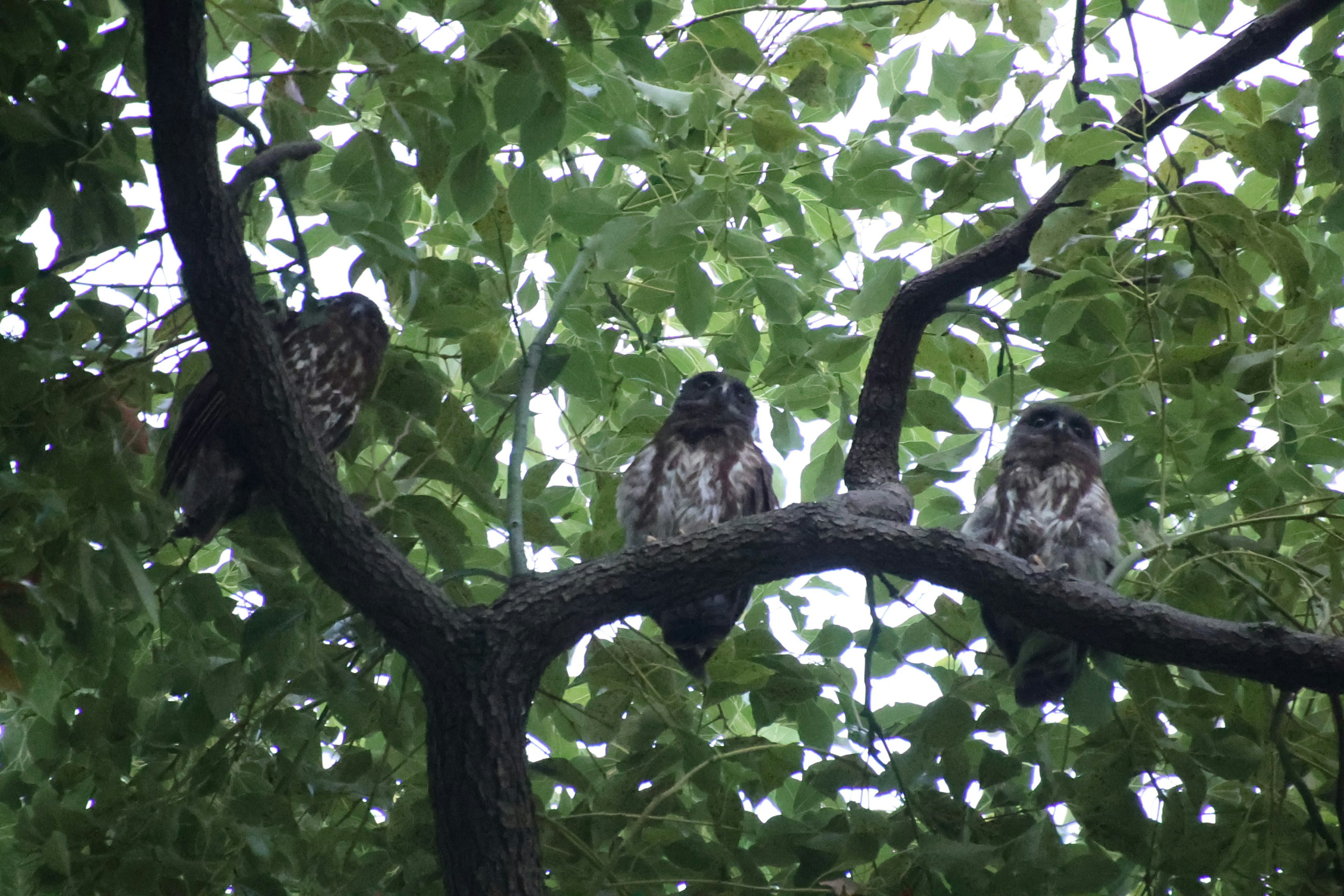 Tres búhos posados en una rama de árbol rodeados de hojas verdes