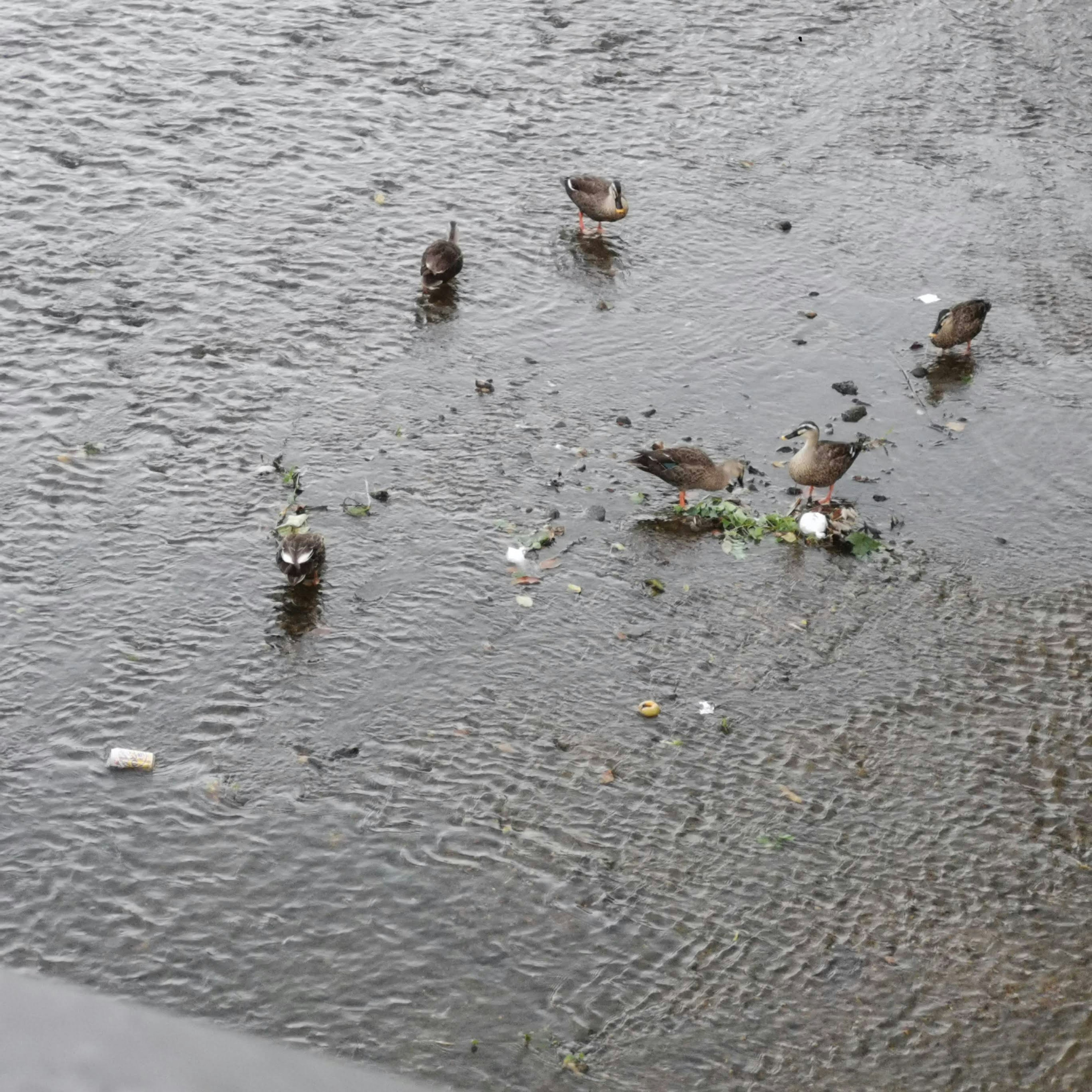 Patos buscando alimento en la superficie del agua con basura