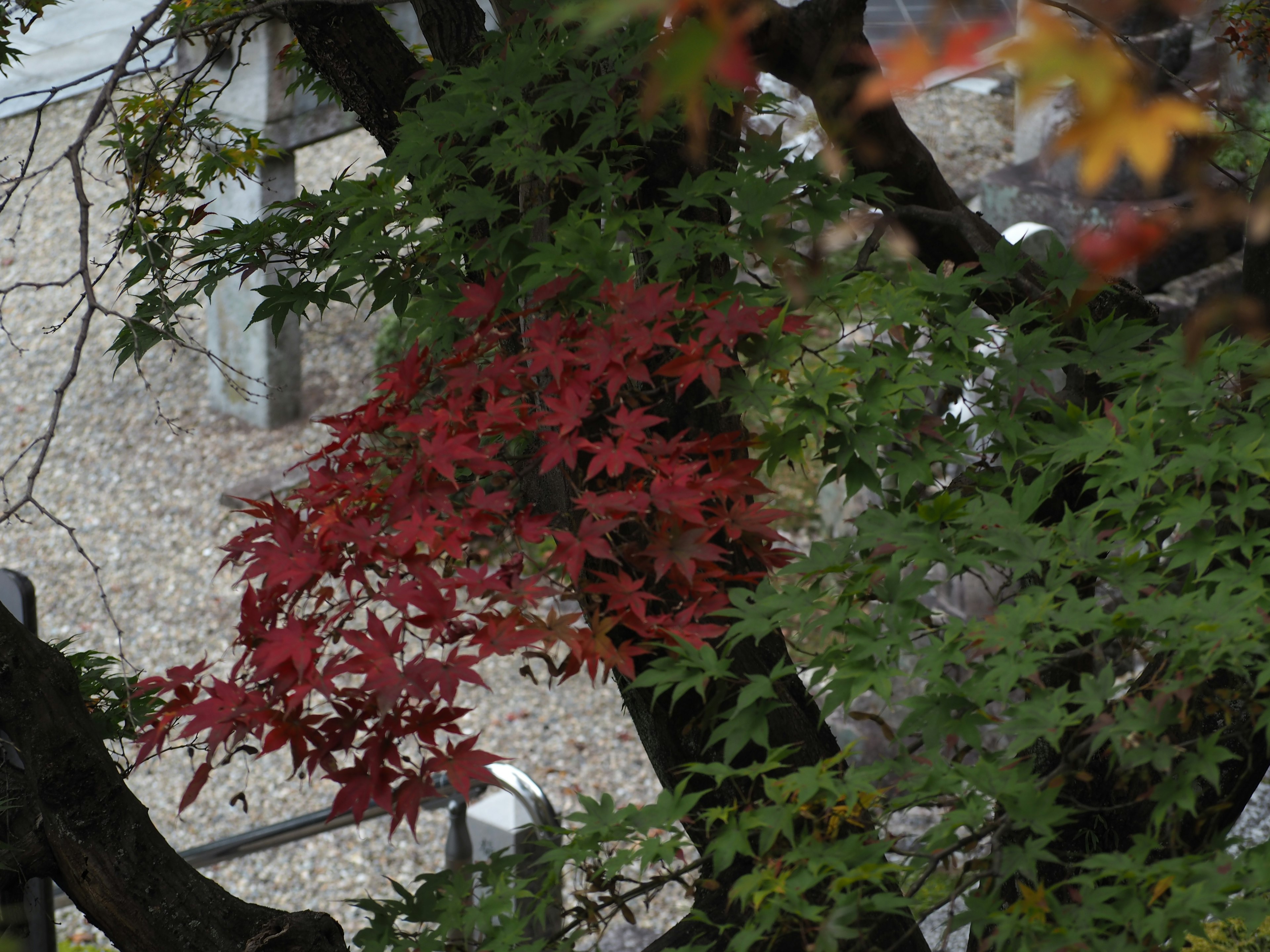 Rama de un árbol con hojas de arce rojas y follaje verde