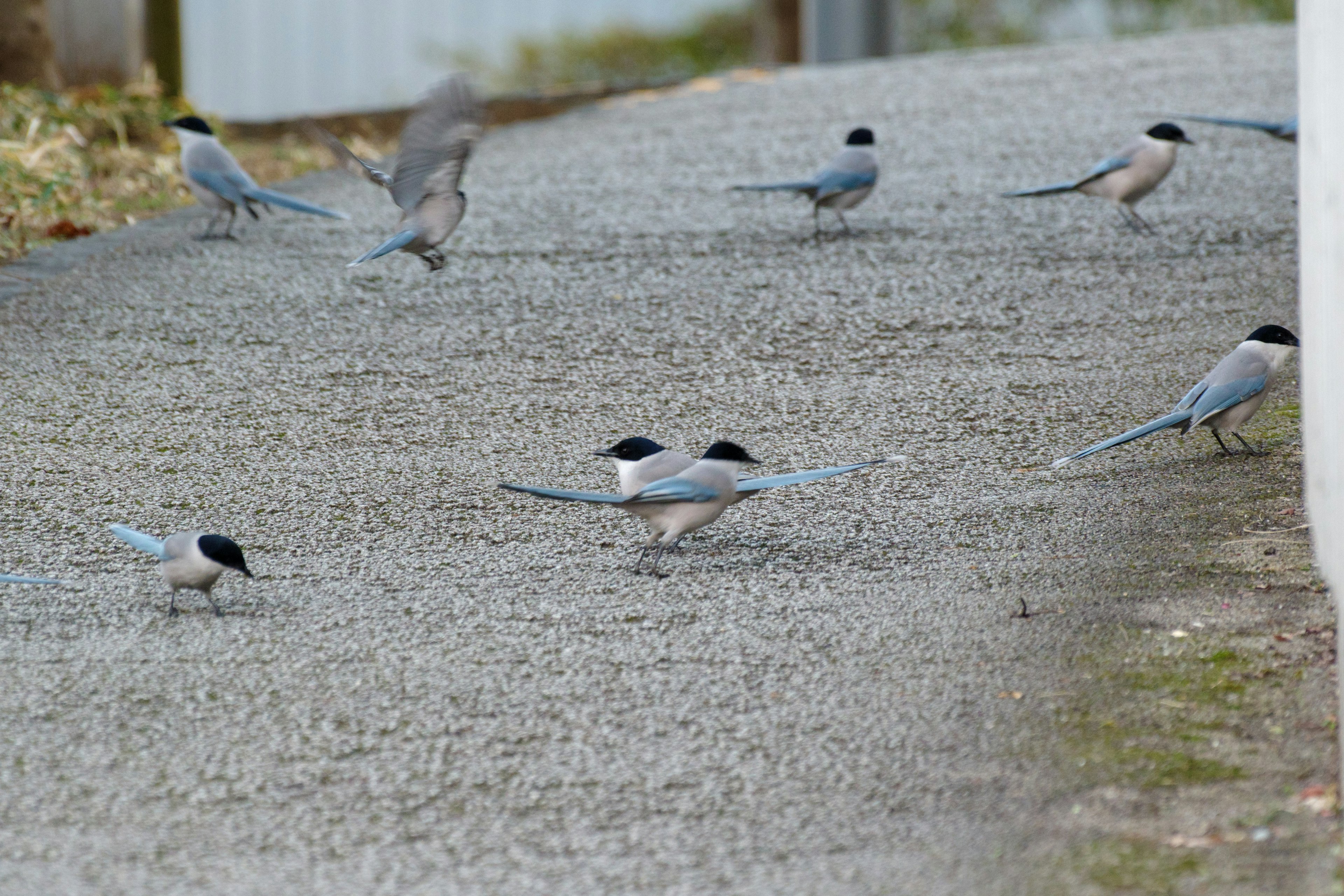 Mehrere Vögel, die auf einem Weg mit blauen Flügeln und schwarzen Köpfen laufen