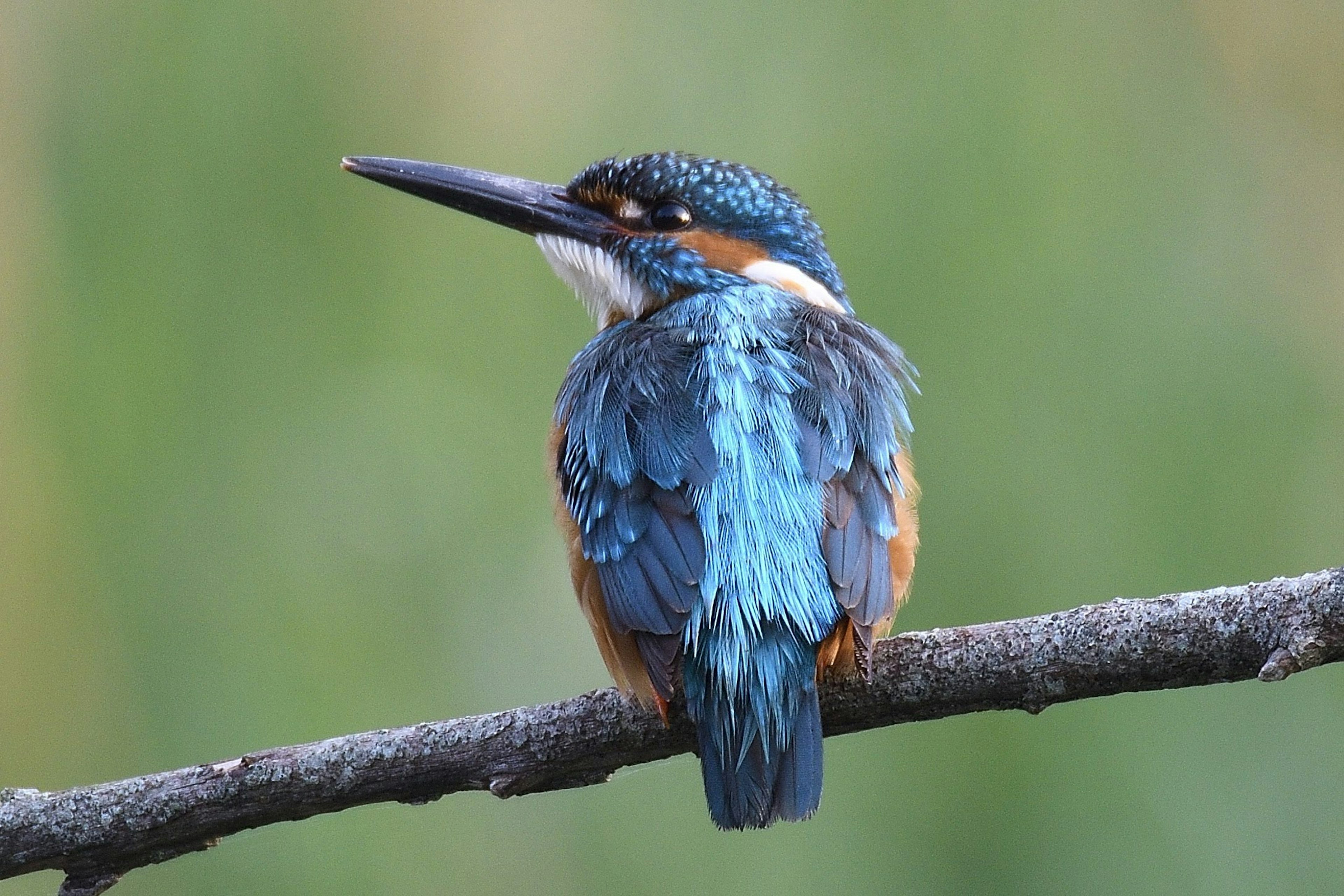 A kingfisher with blue feathers perched on a branch