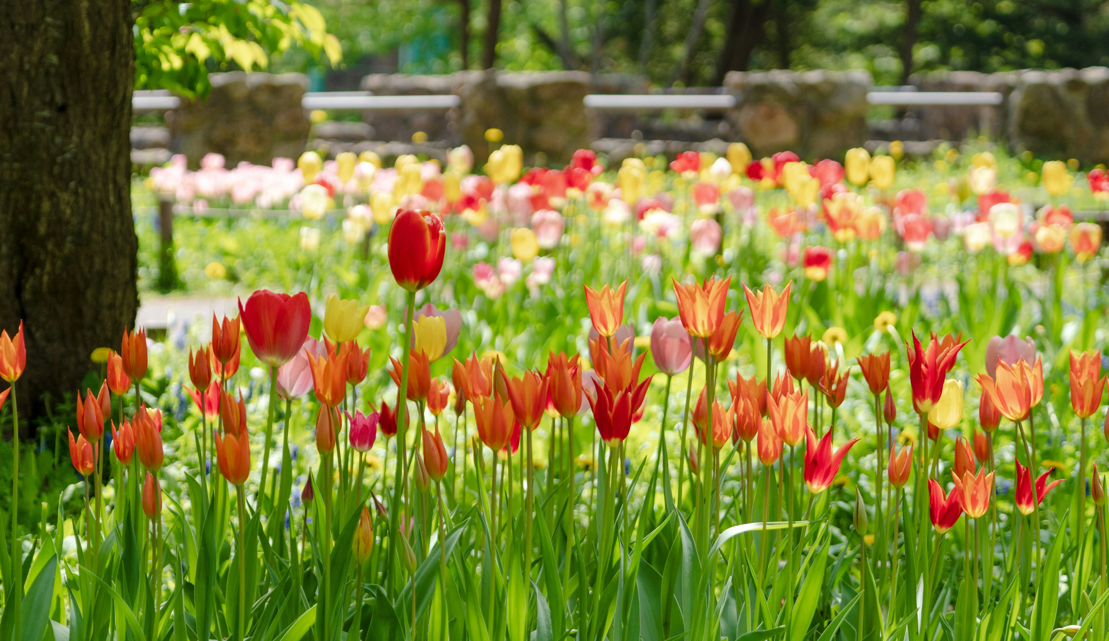 Lebendiger Tulpengarten mit verschiedenen Farben und üppigem Grün