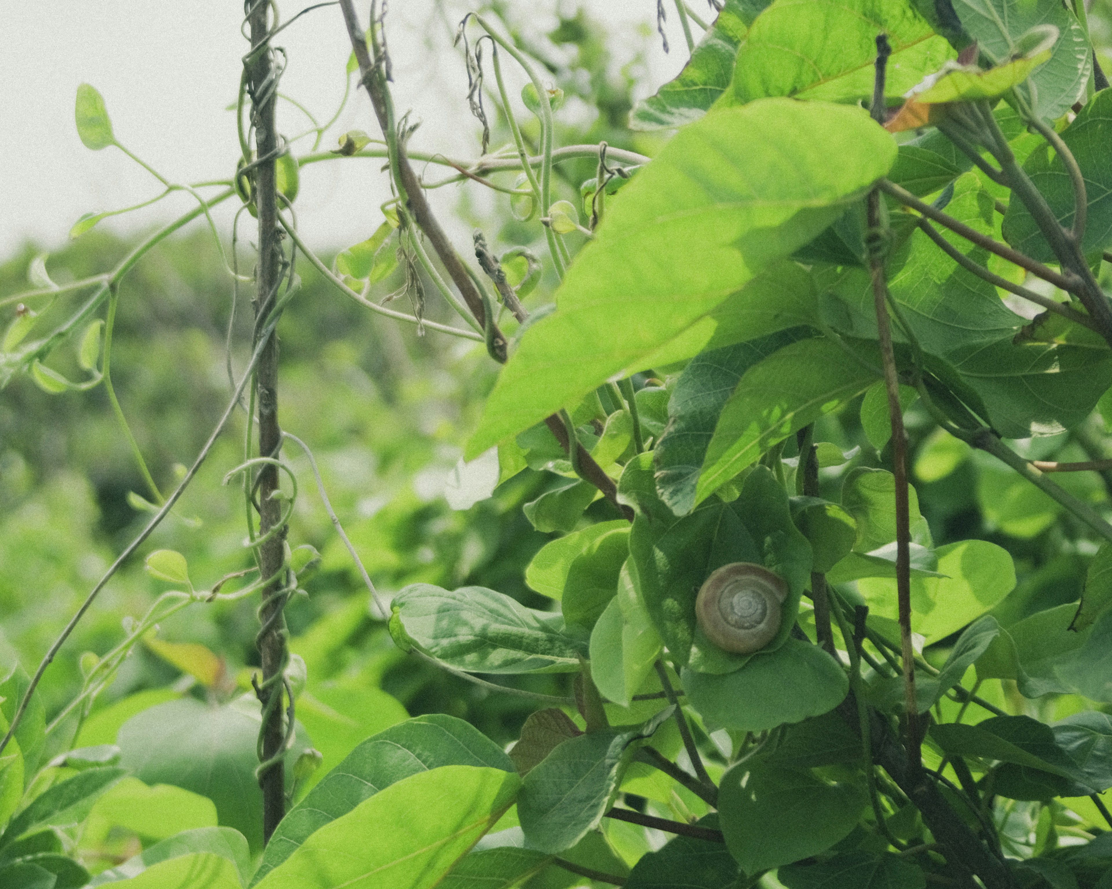 Close-up siput dikelilingi daun hijau dan tanaman merambat