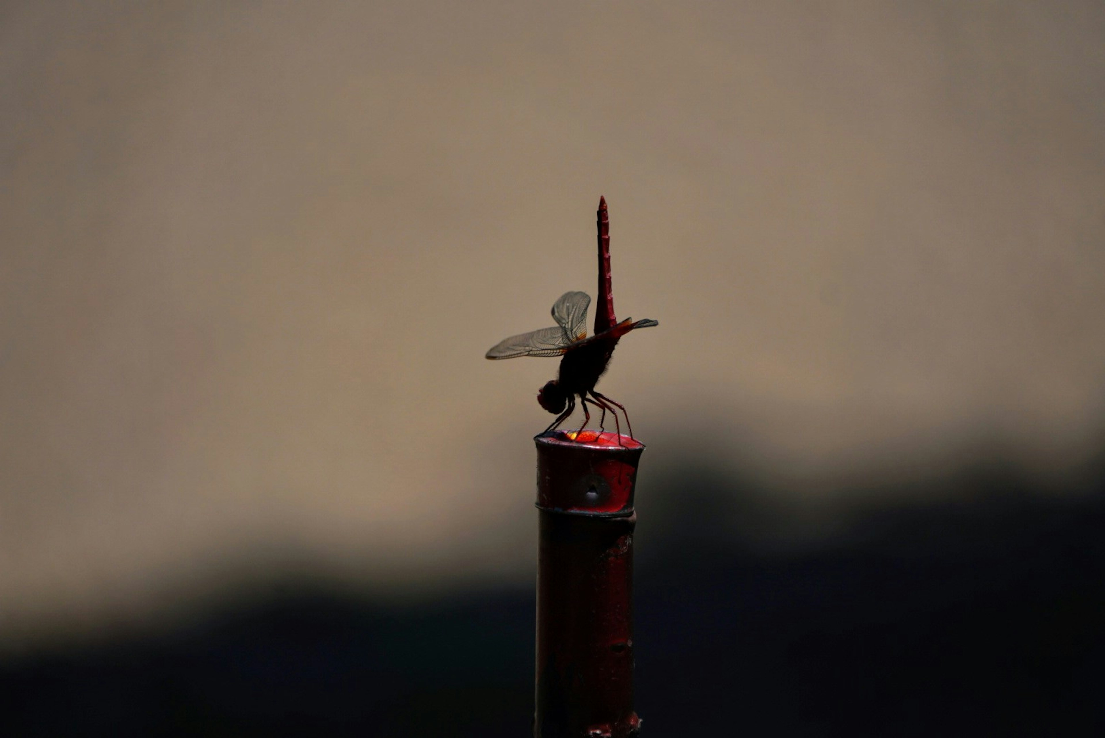 Seekor lebah bertengger di atas pulpen merah dengan latar belakang kabur