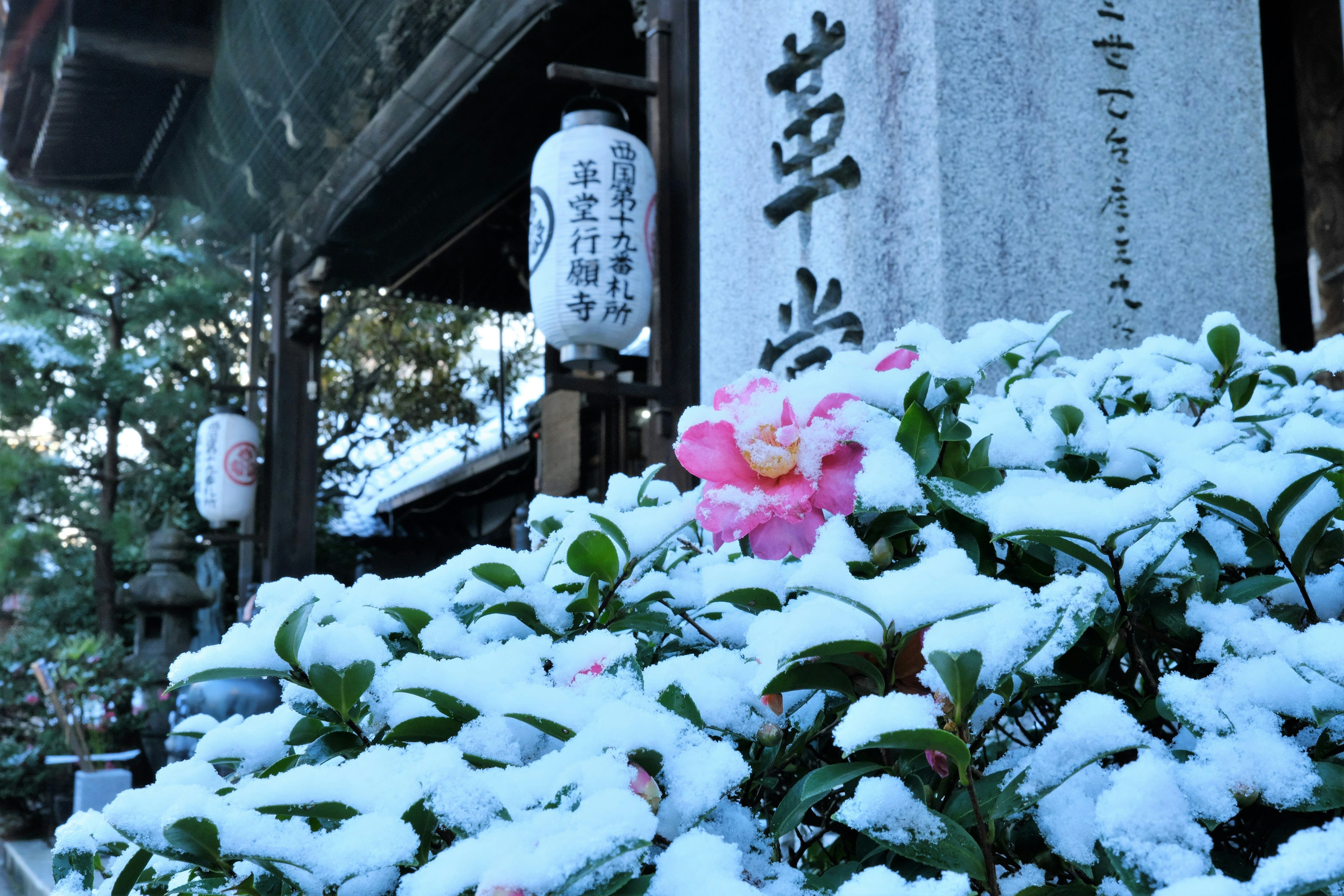 Flores cubiertas de nieve con un monumento de piedra al fondo