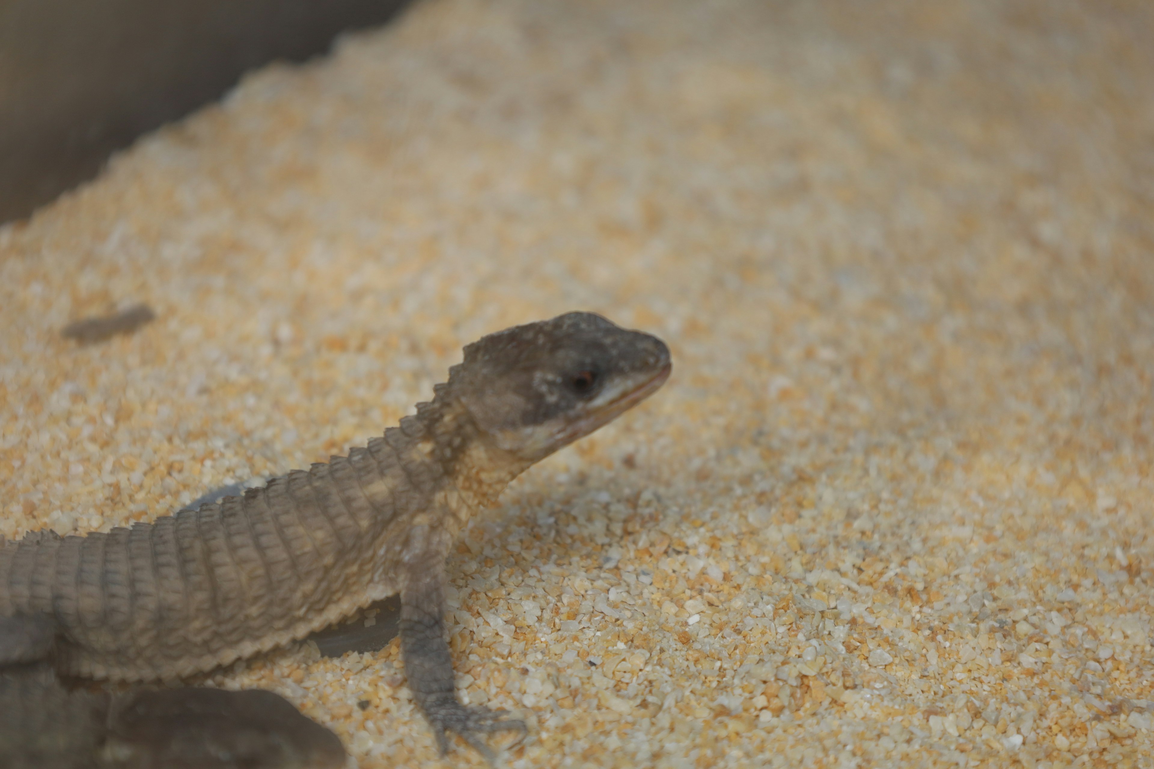 Gros plan sur un petit lézard sur du sable