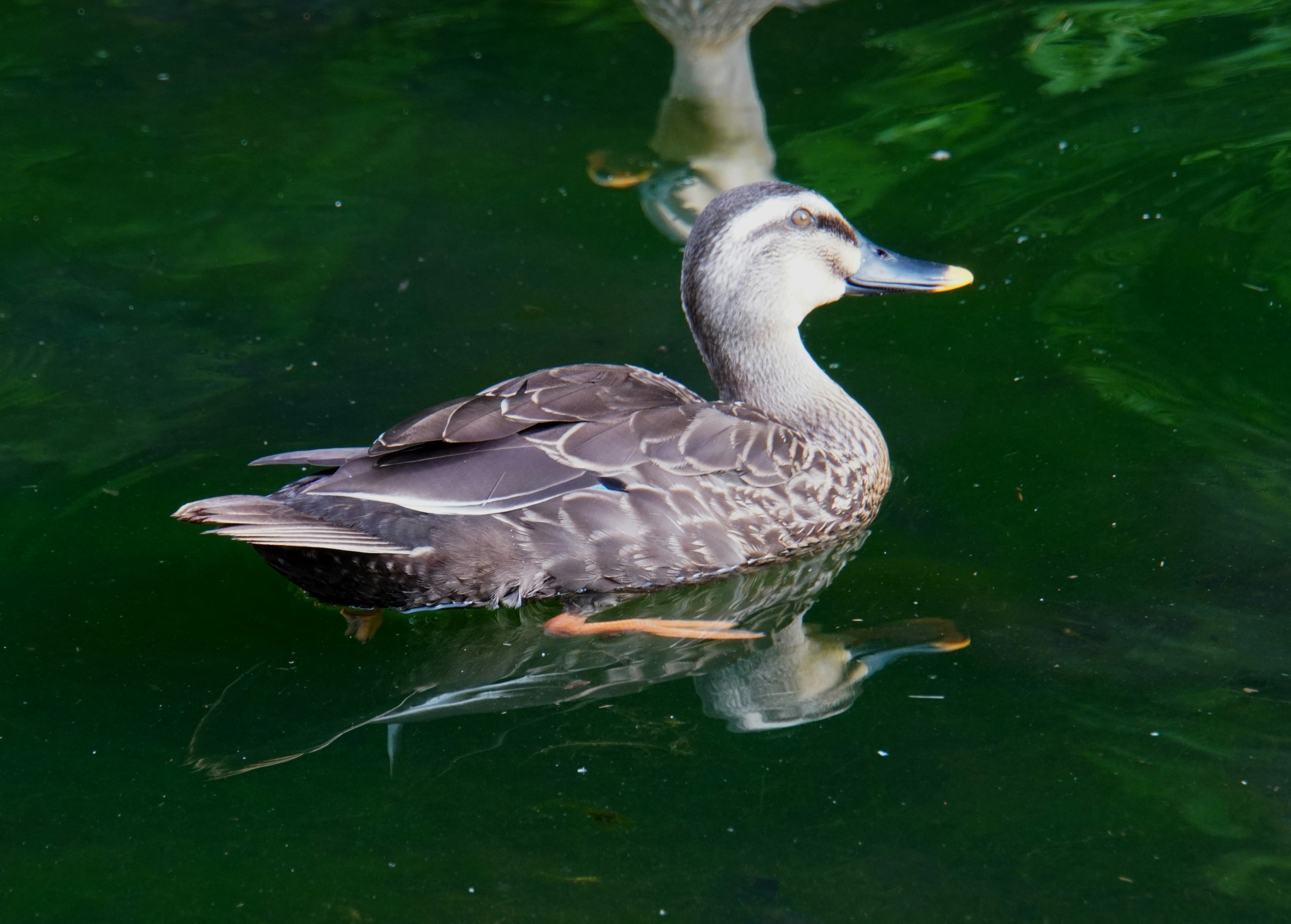 A duck floating on the surface of green water reflecting its image