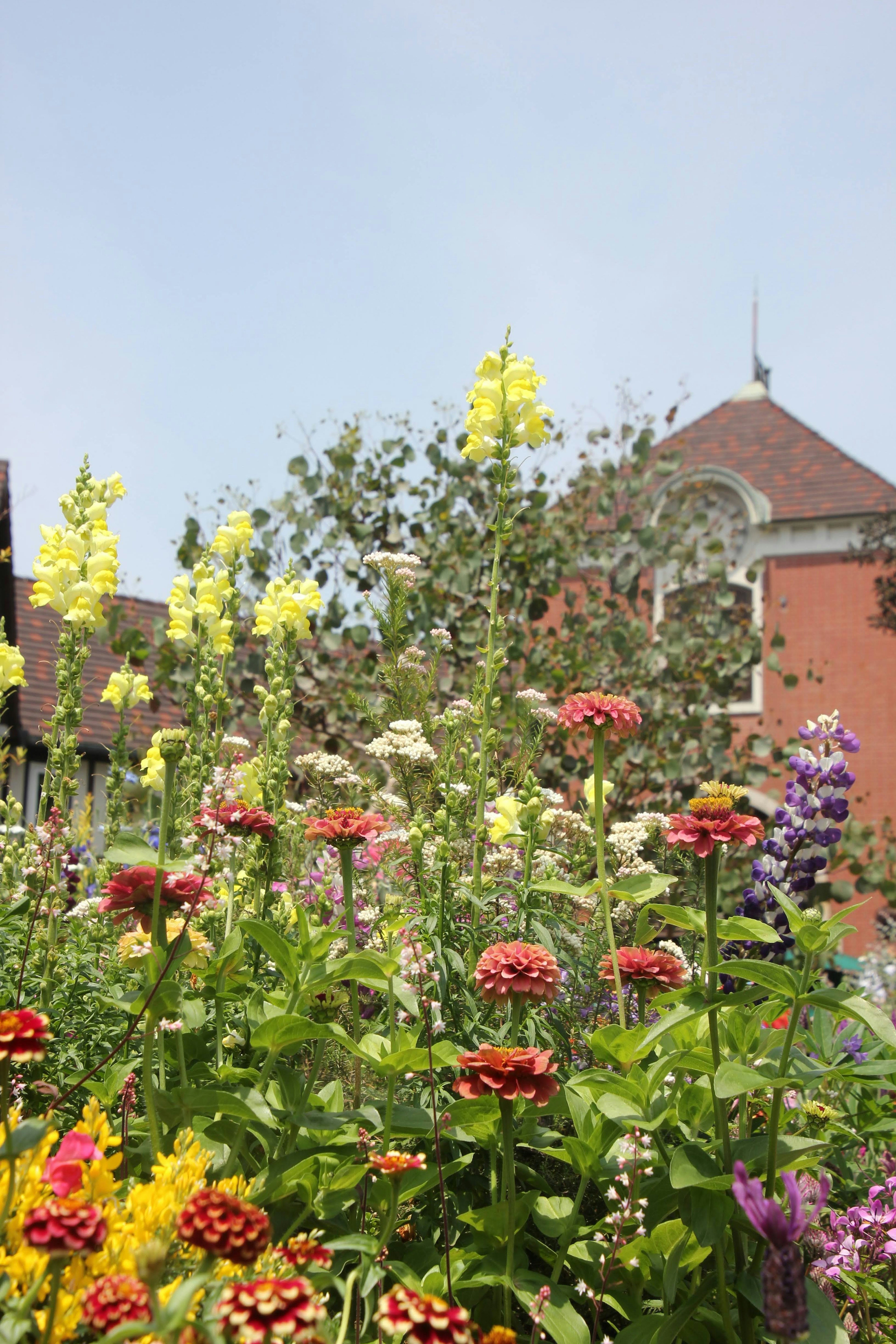 色とりどりの花が咲いている庭の風景 赤い花と黄色い花が目立つ 背景には建物が見える