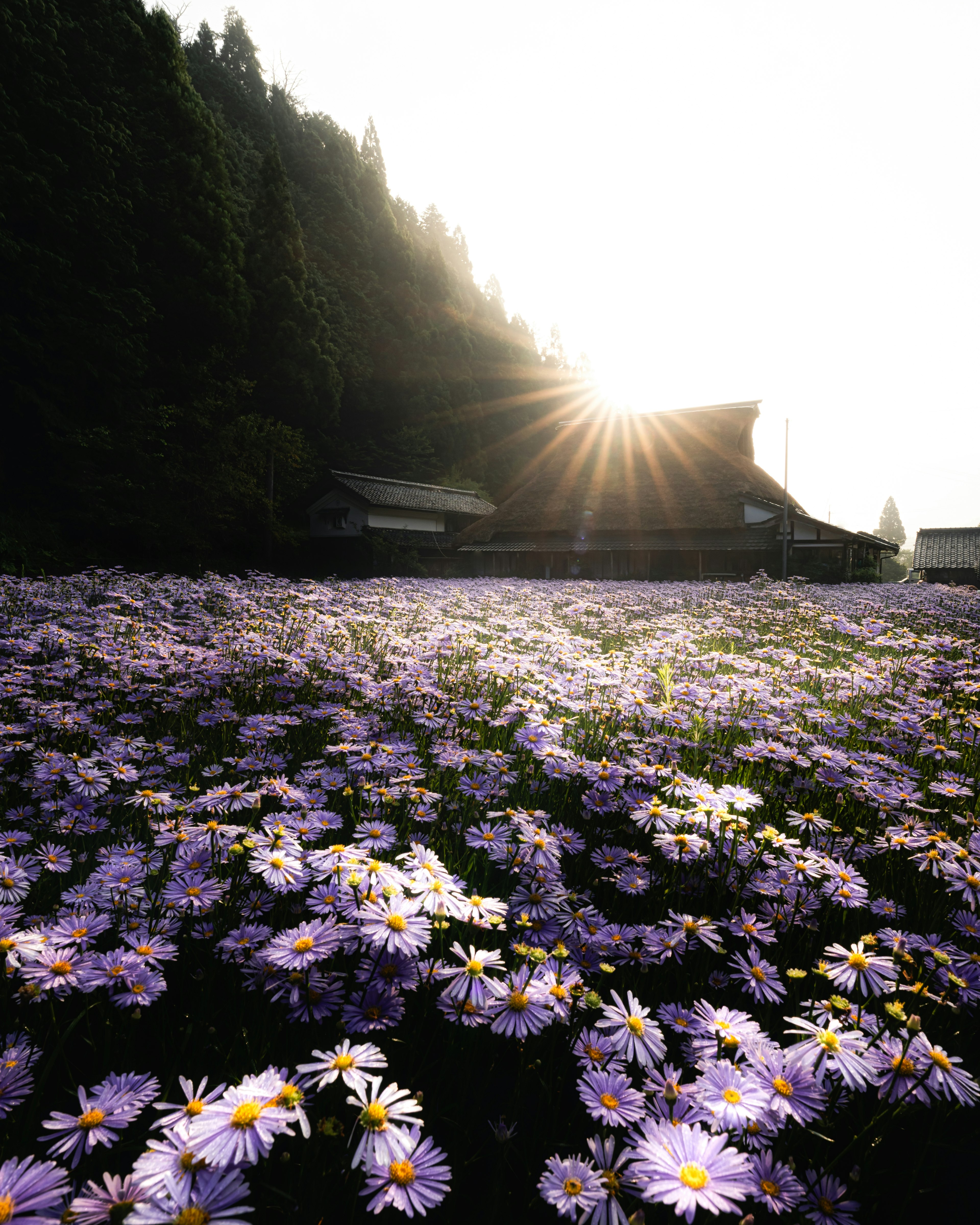 Campo de flores moradas en flor con el amanecer al fondo