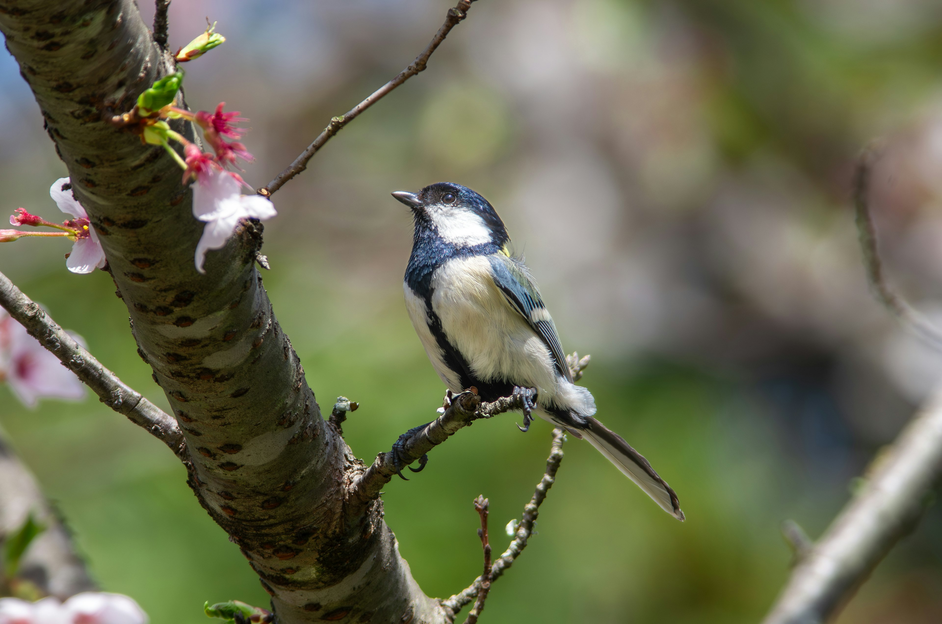 A blue bird perched near cherry blossoms