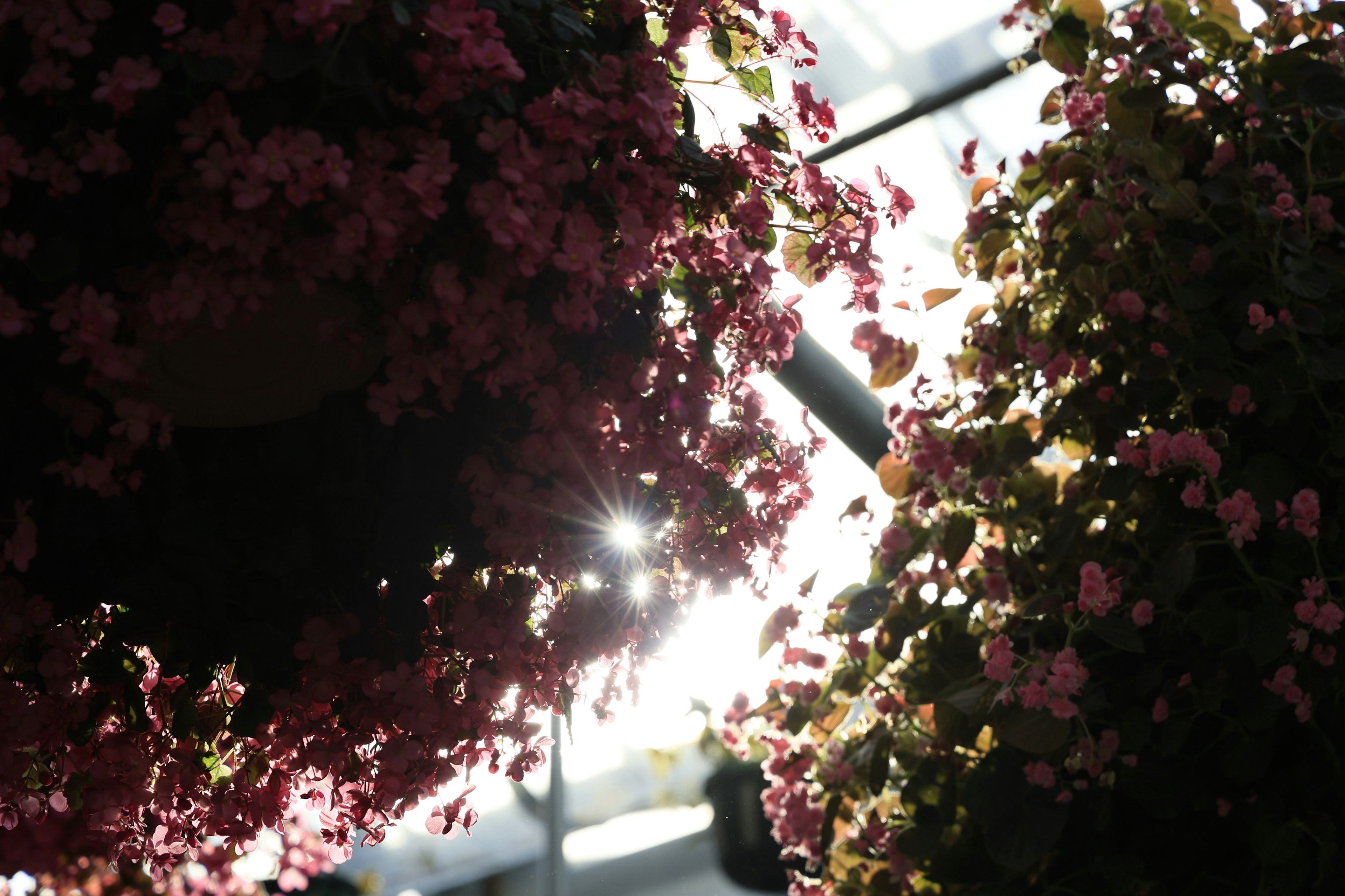 明るい背景に咲くピンクの花が吊るされた写真