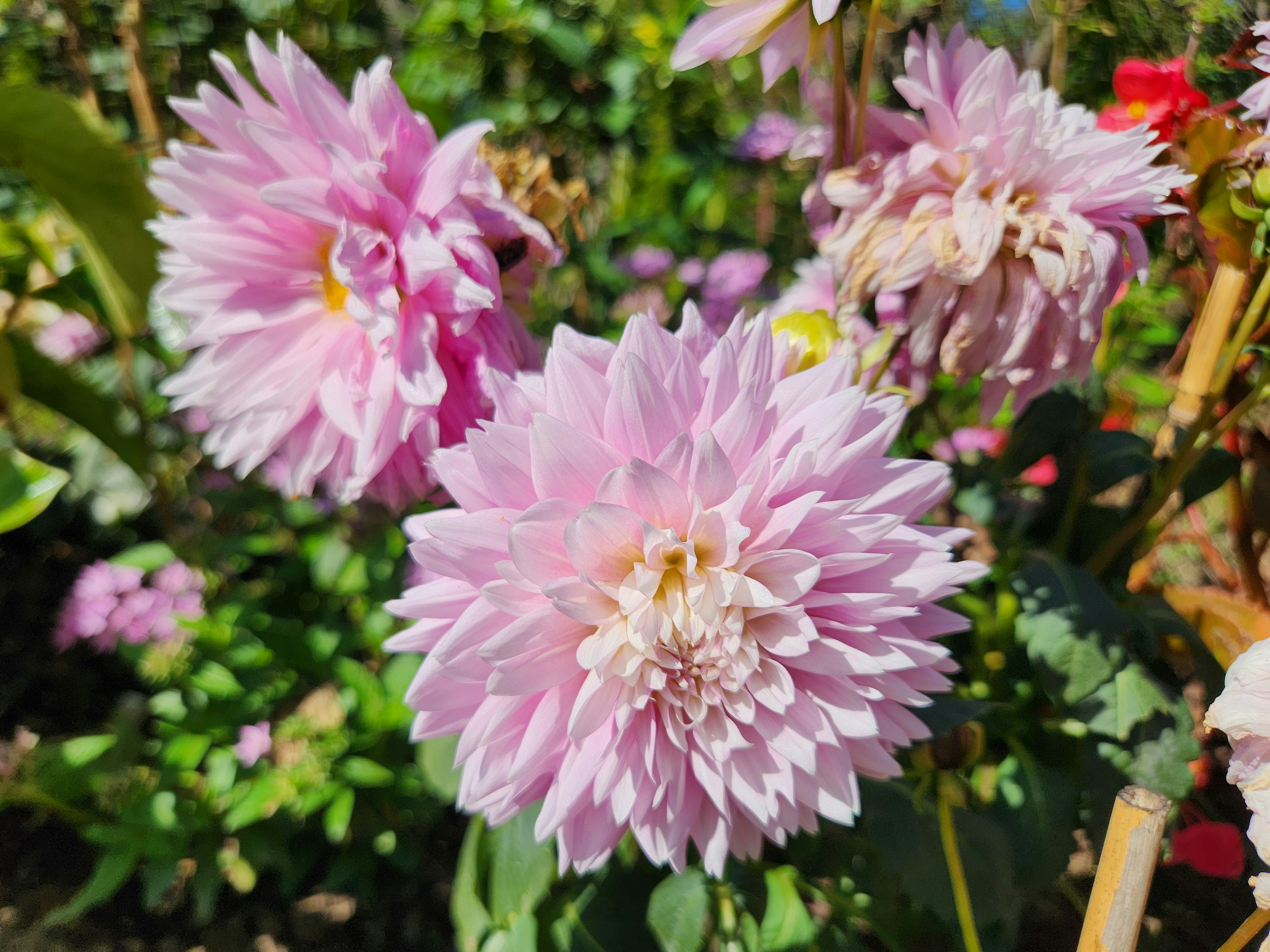 美しいピンクのダリアの花が咲いている庭の風景