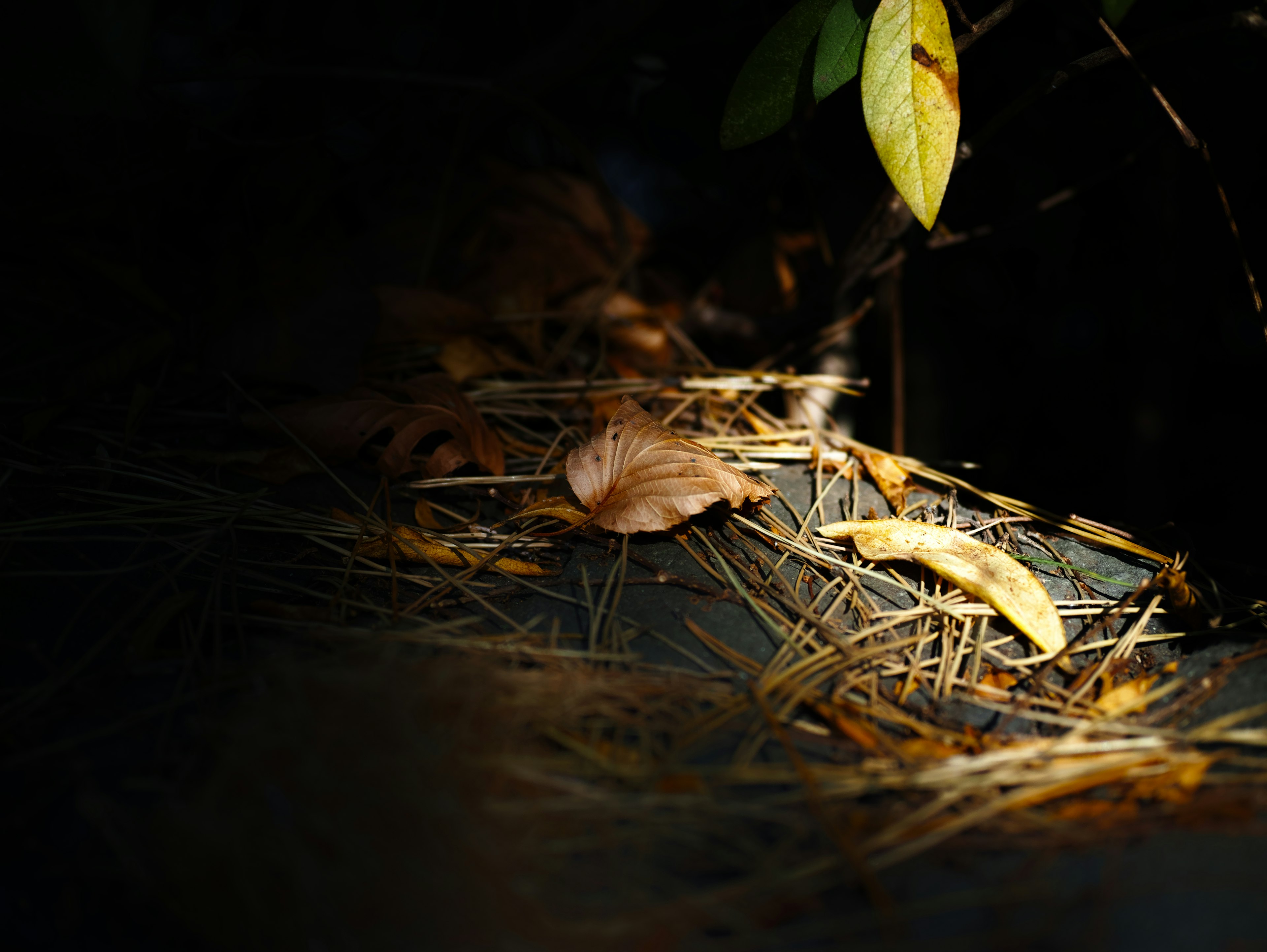 Natural scene with scattered leaves and pine needles against a dark background