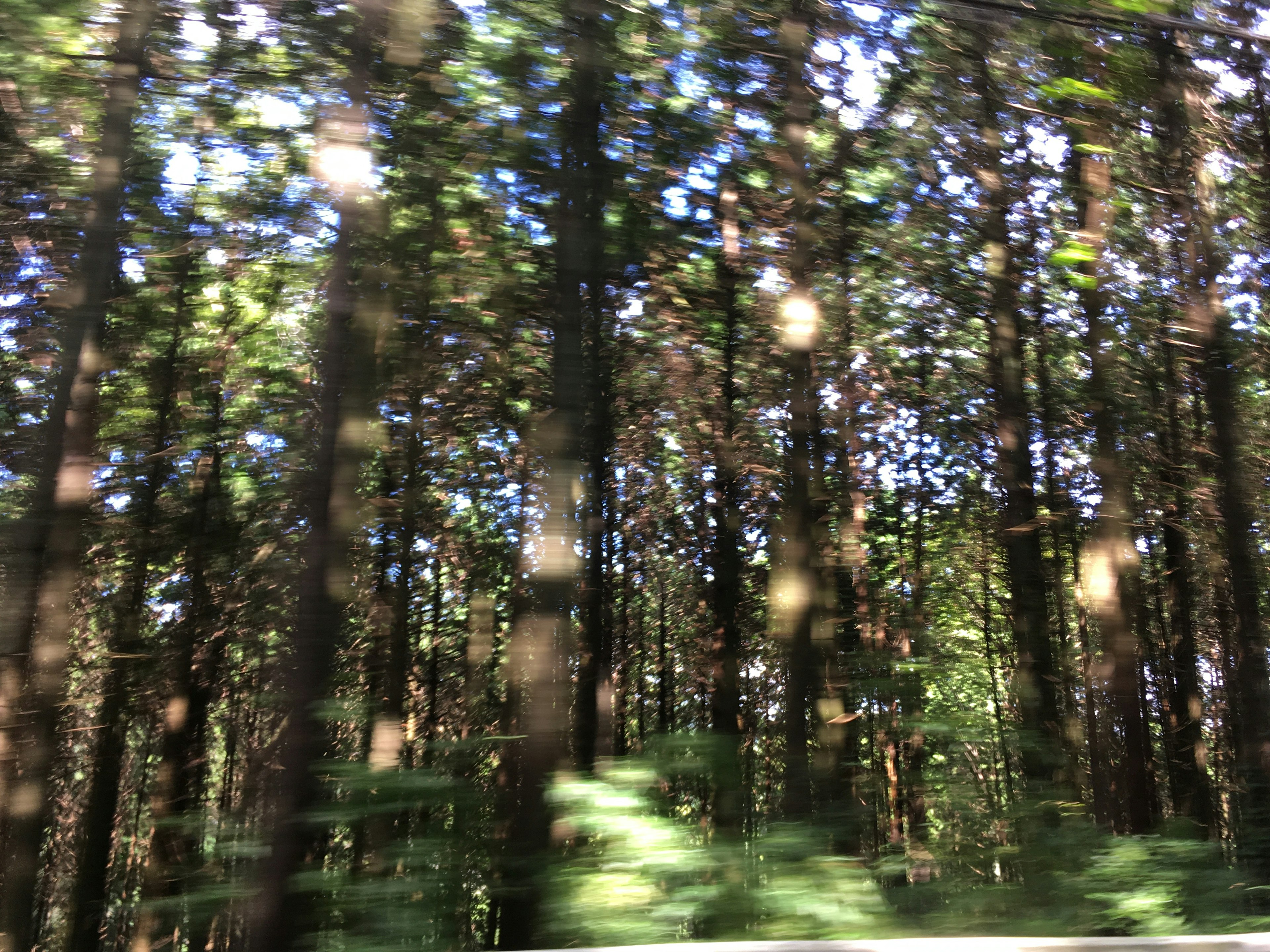 Blurred view of a dense forest with tall trees and sunlight filtering through leaves