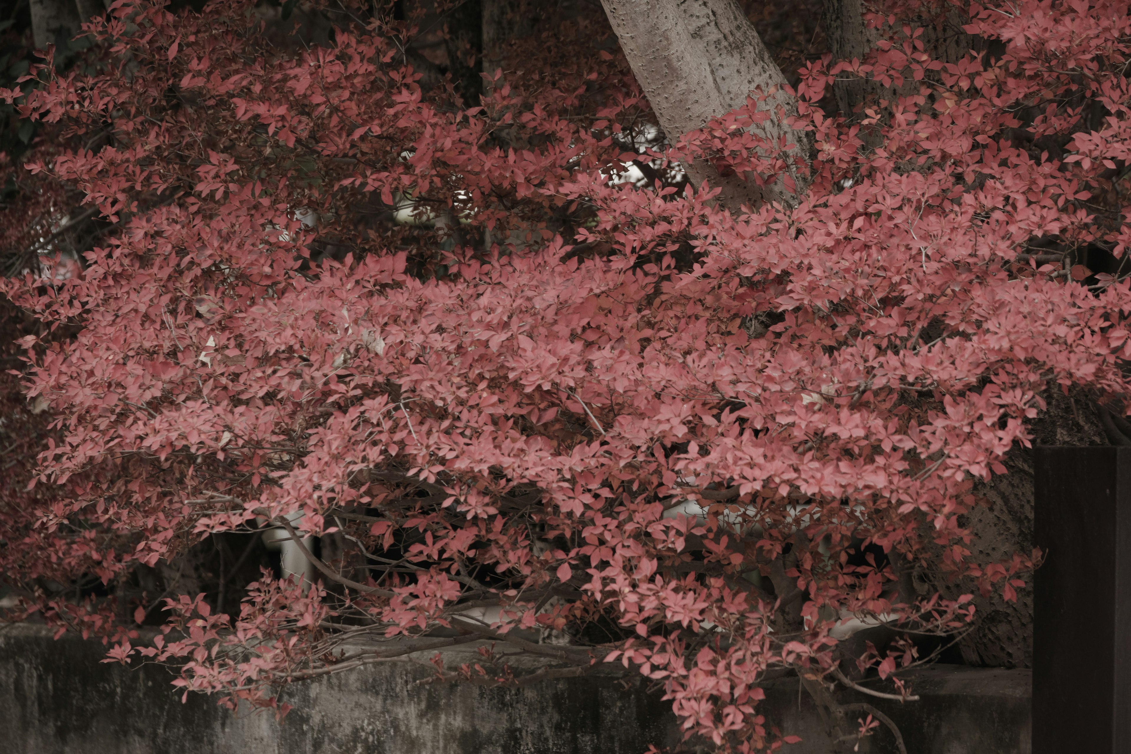 紅葉が美しい日本の庭の景色