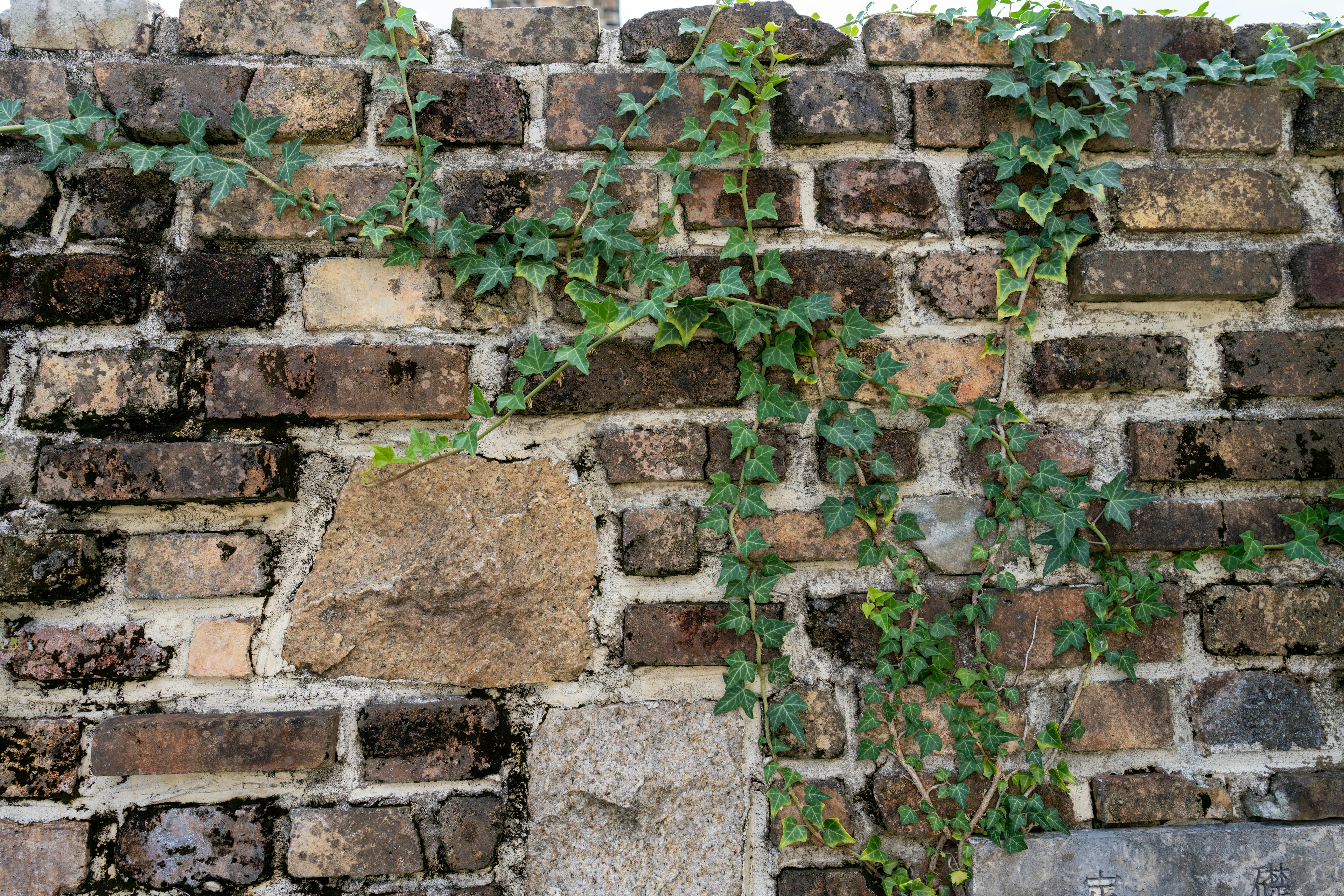 Alter Ziegelsteinmauer mit wachsenden Efeu