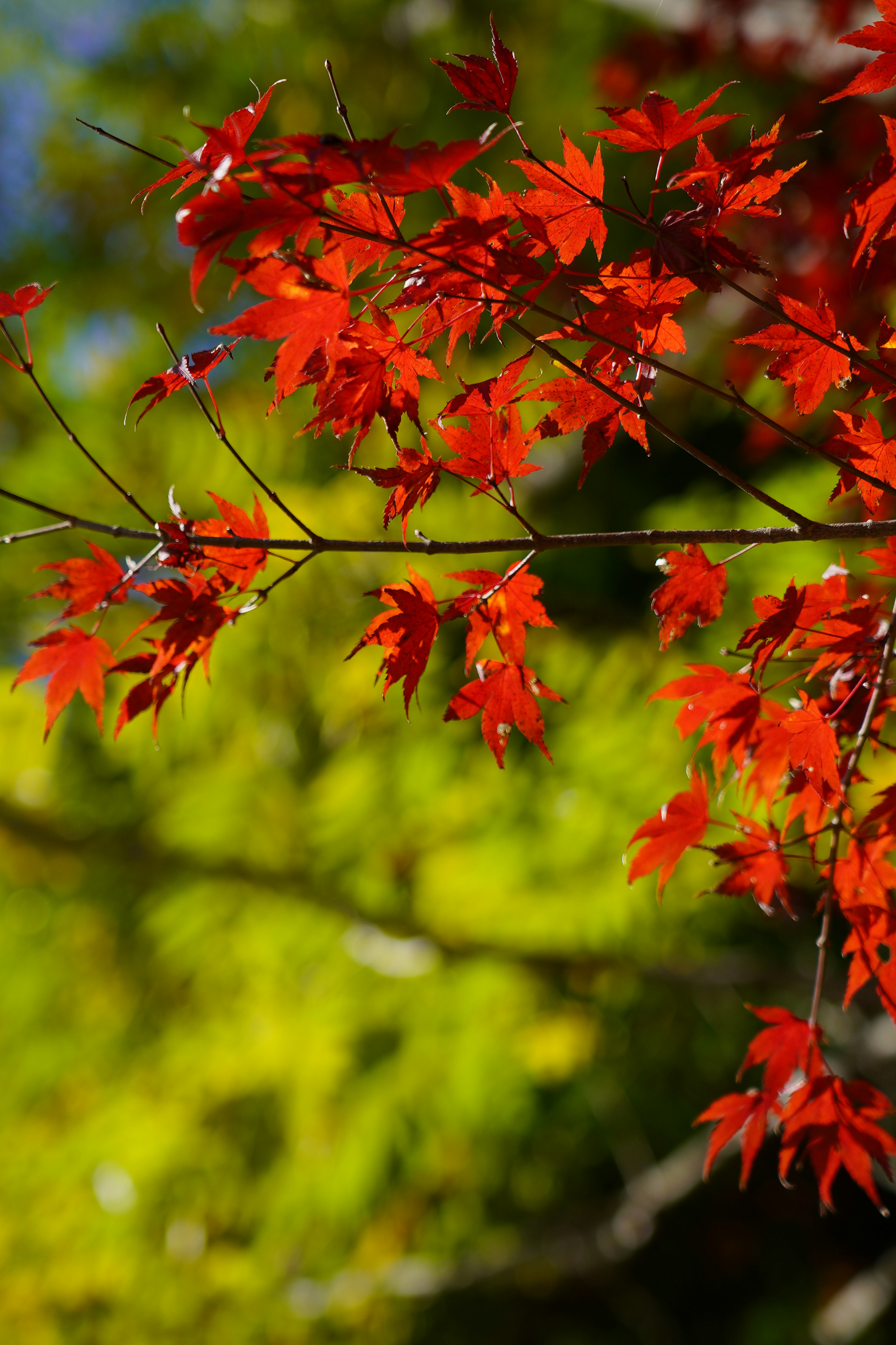 Daun maple merah cerah di latar belakang hijau subur