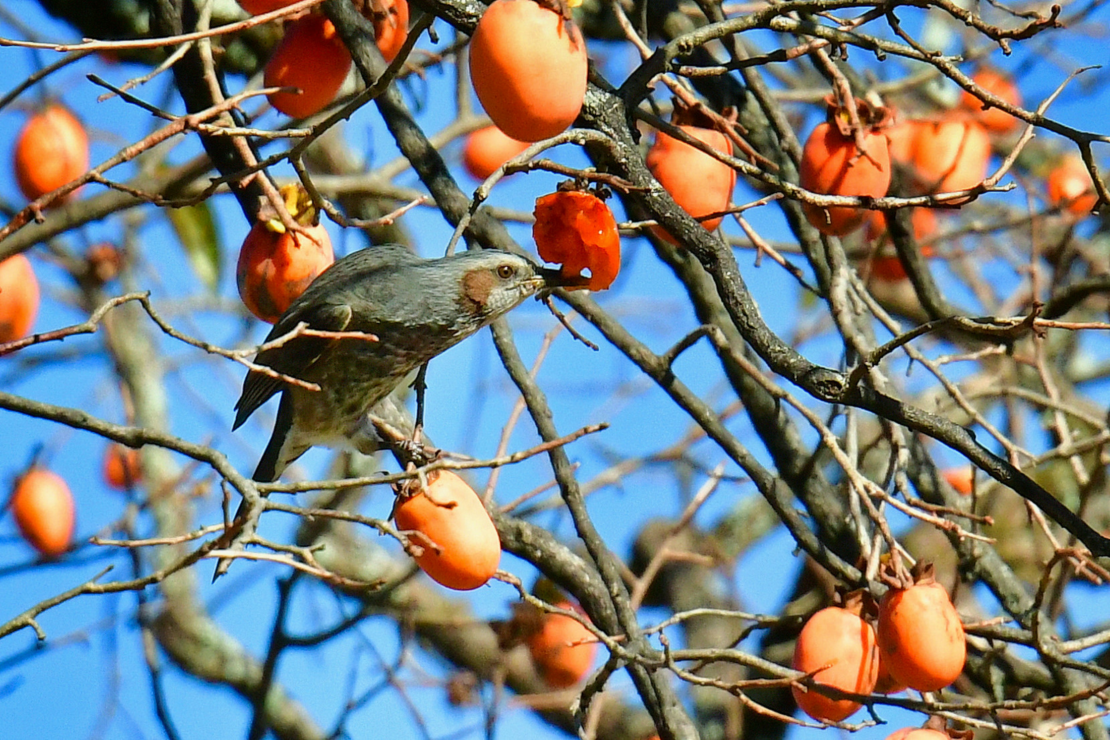 A bird perched on a persimmon tree branch with orange persimmons under a blue sky