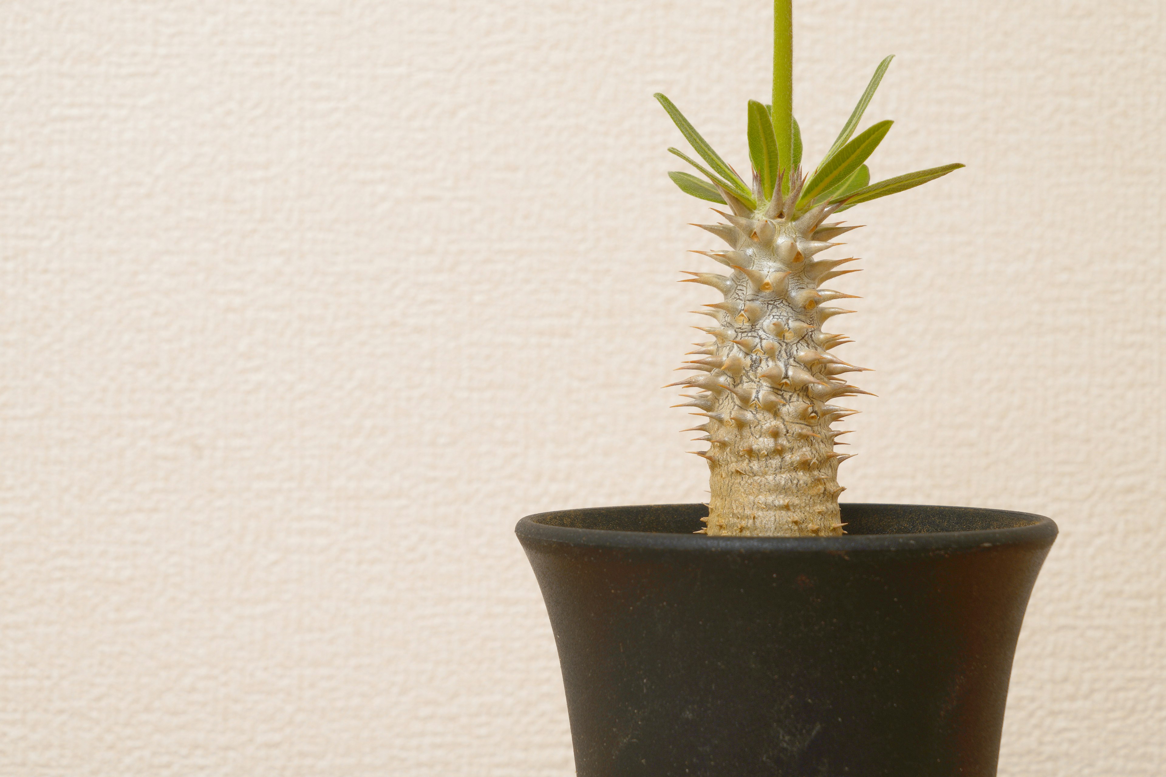 黒い鉢に入ったトゲのある植物の一部と緑の葉が見える