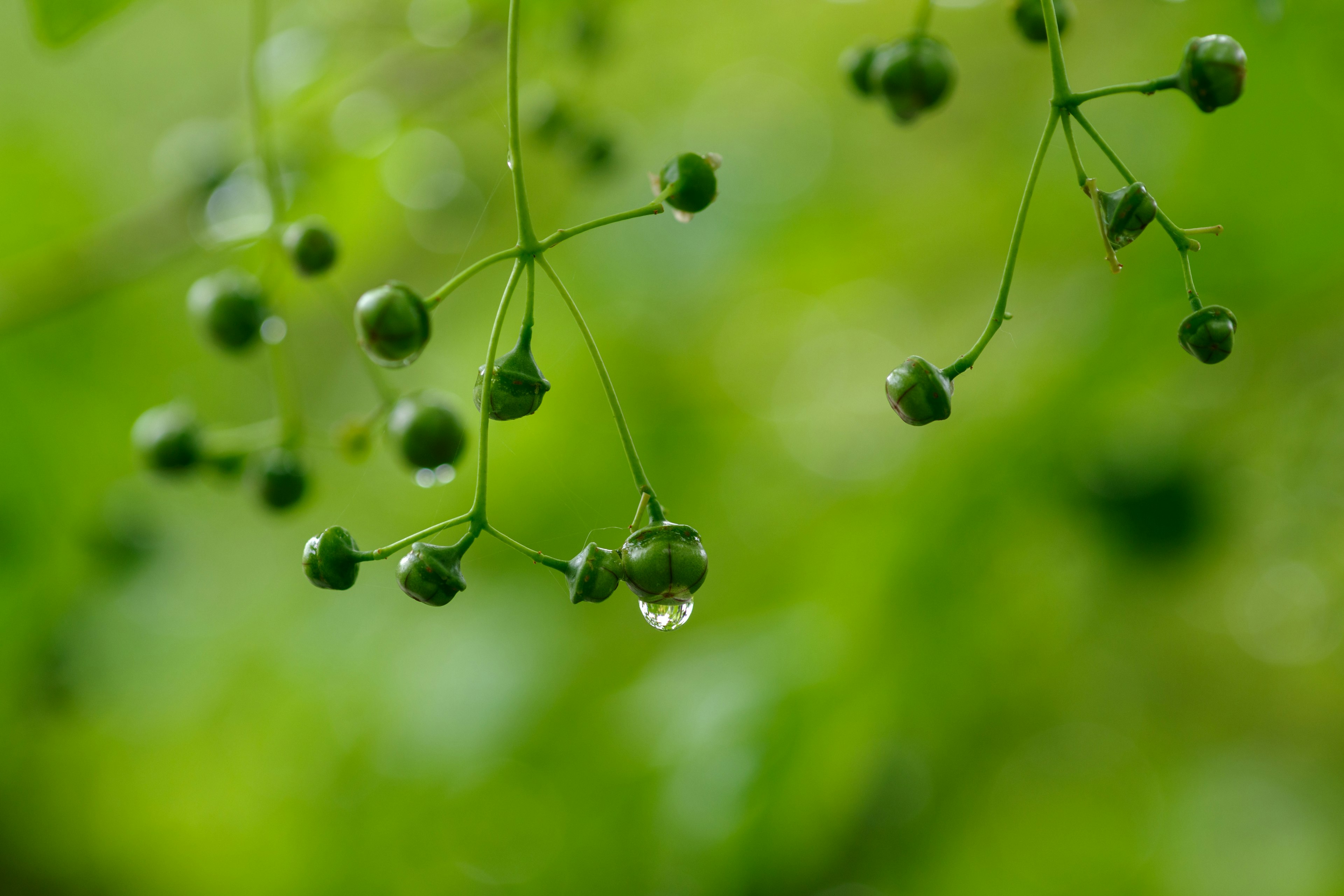 Cluster von grünen Früchten mit Wassertropfen vor einem grünen Hintergrund