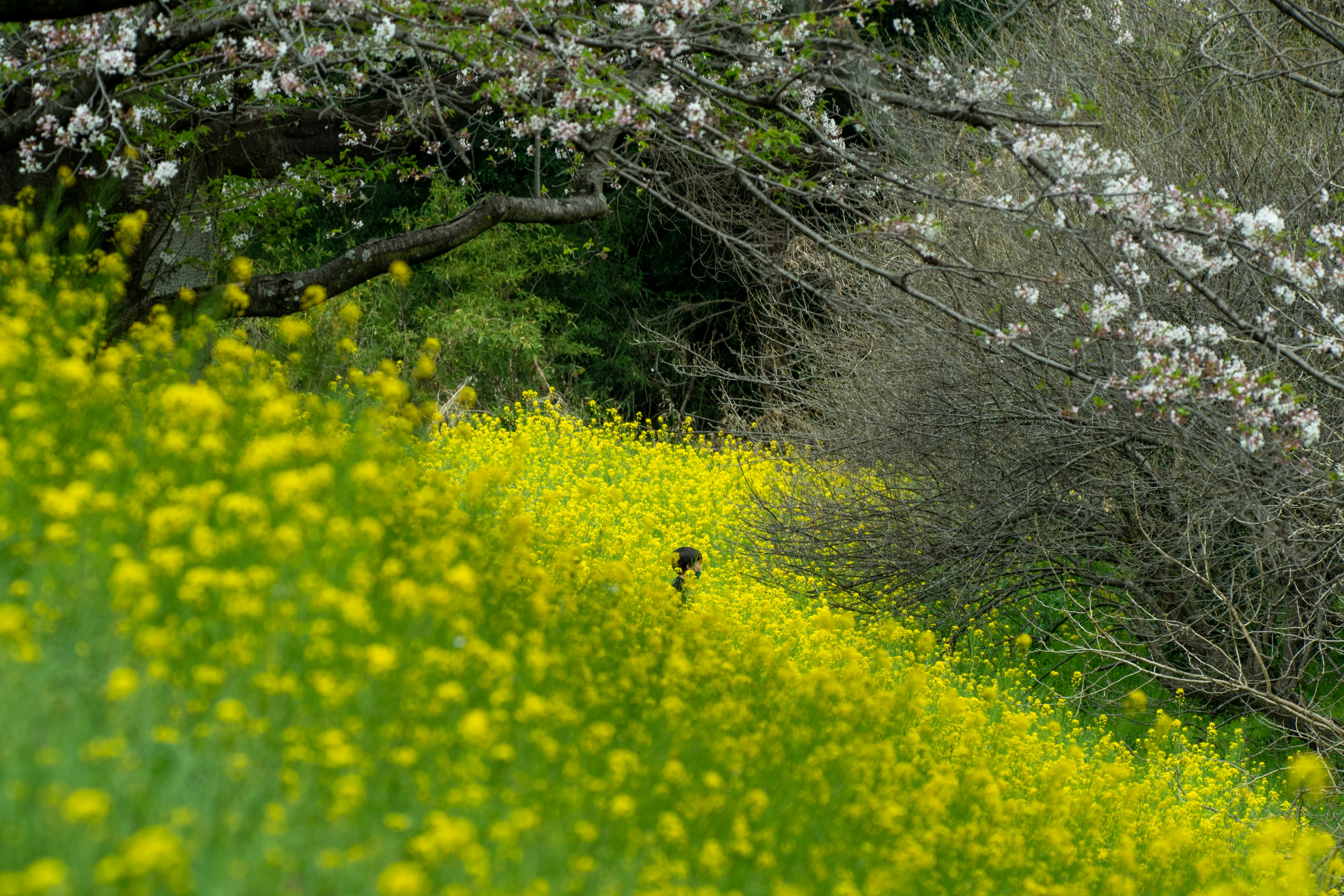 Field of yellow flowers with cherry blossom trees in the background