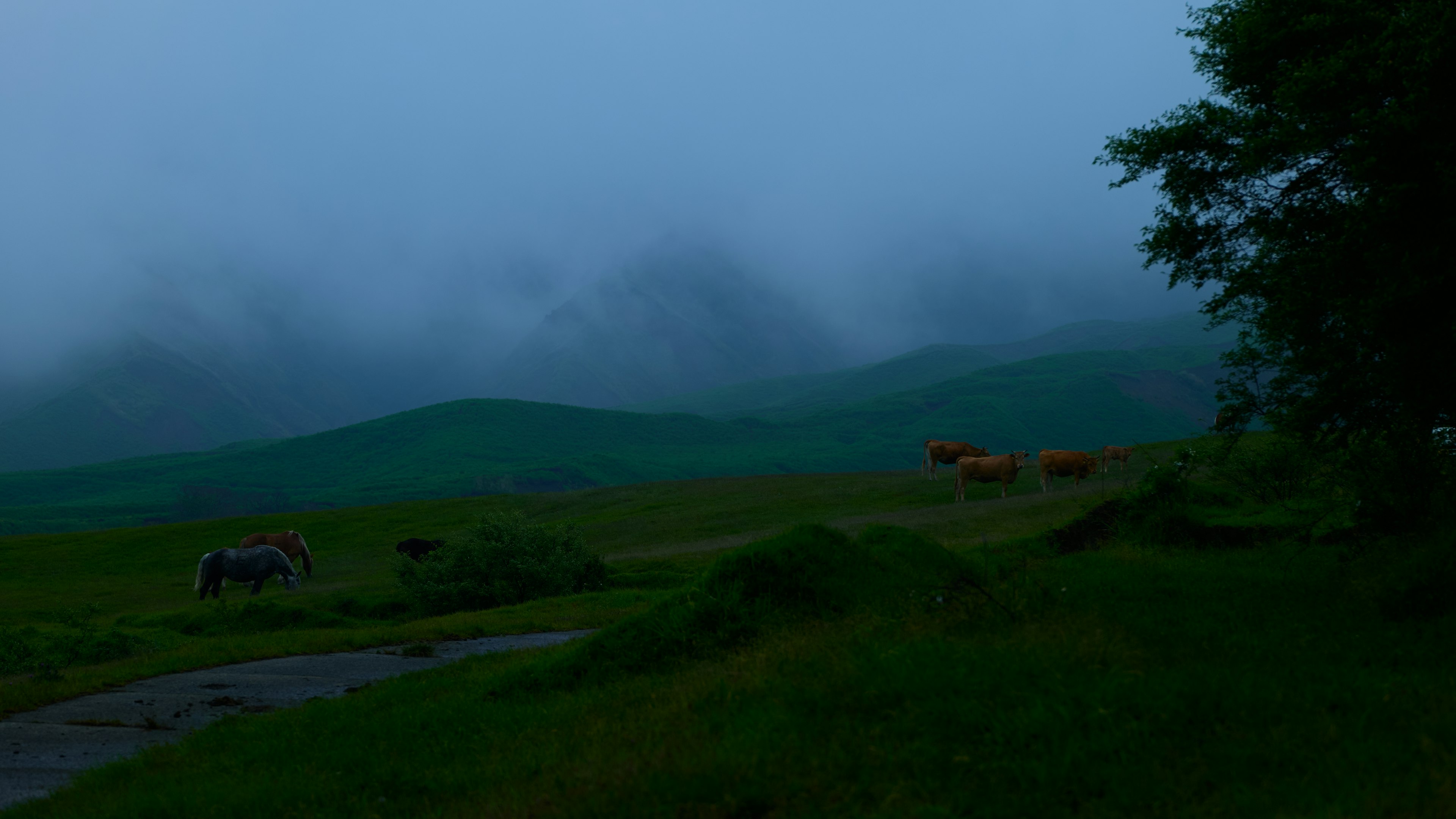 Kühe in einer nebligen grünen Landschaft mit sanften Hügeln