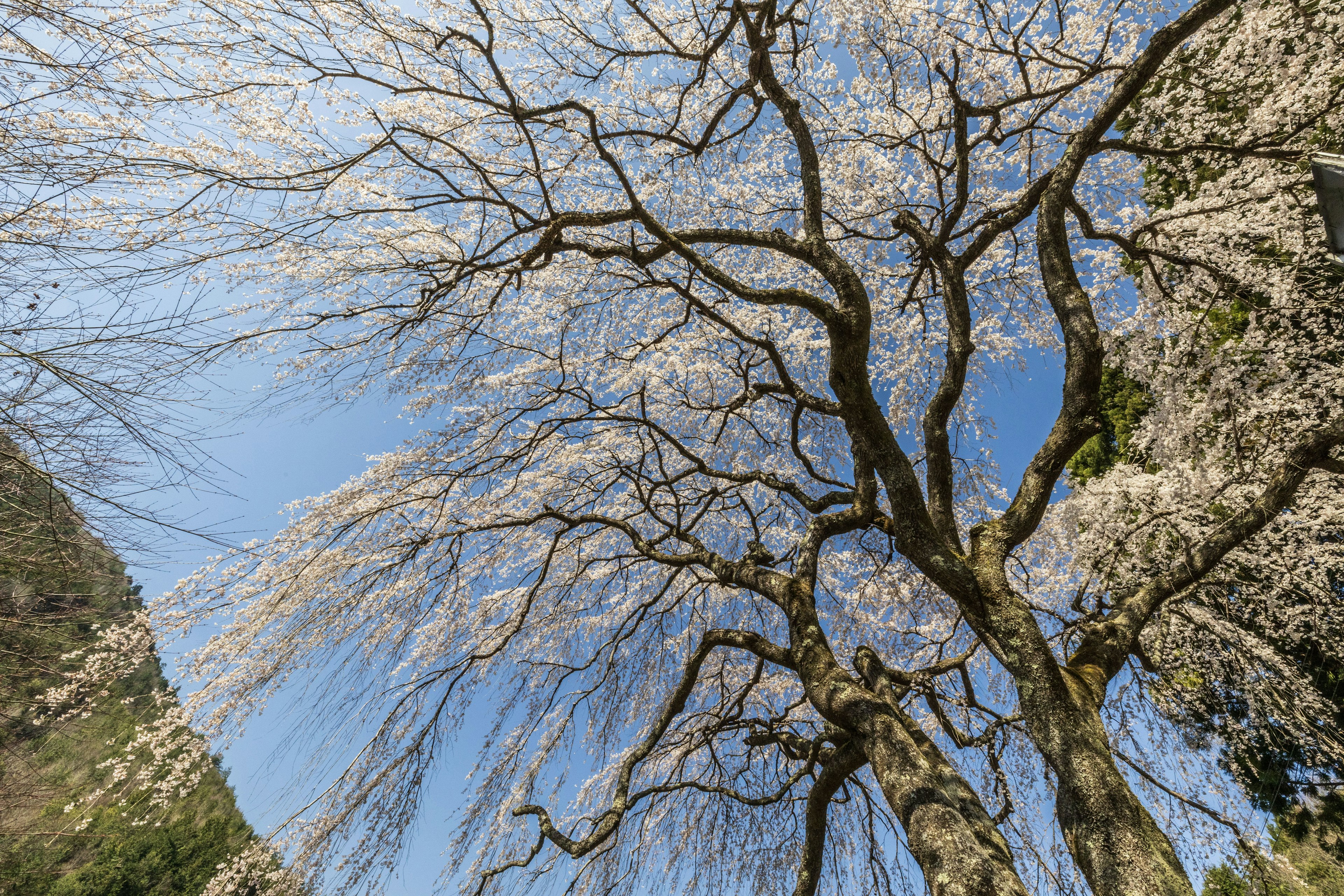 Hermoso árbol de cerezo bajo un cielo azul