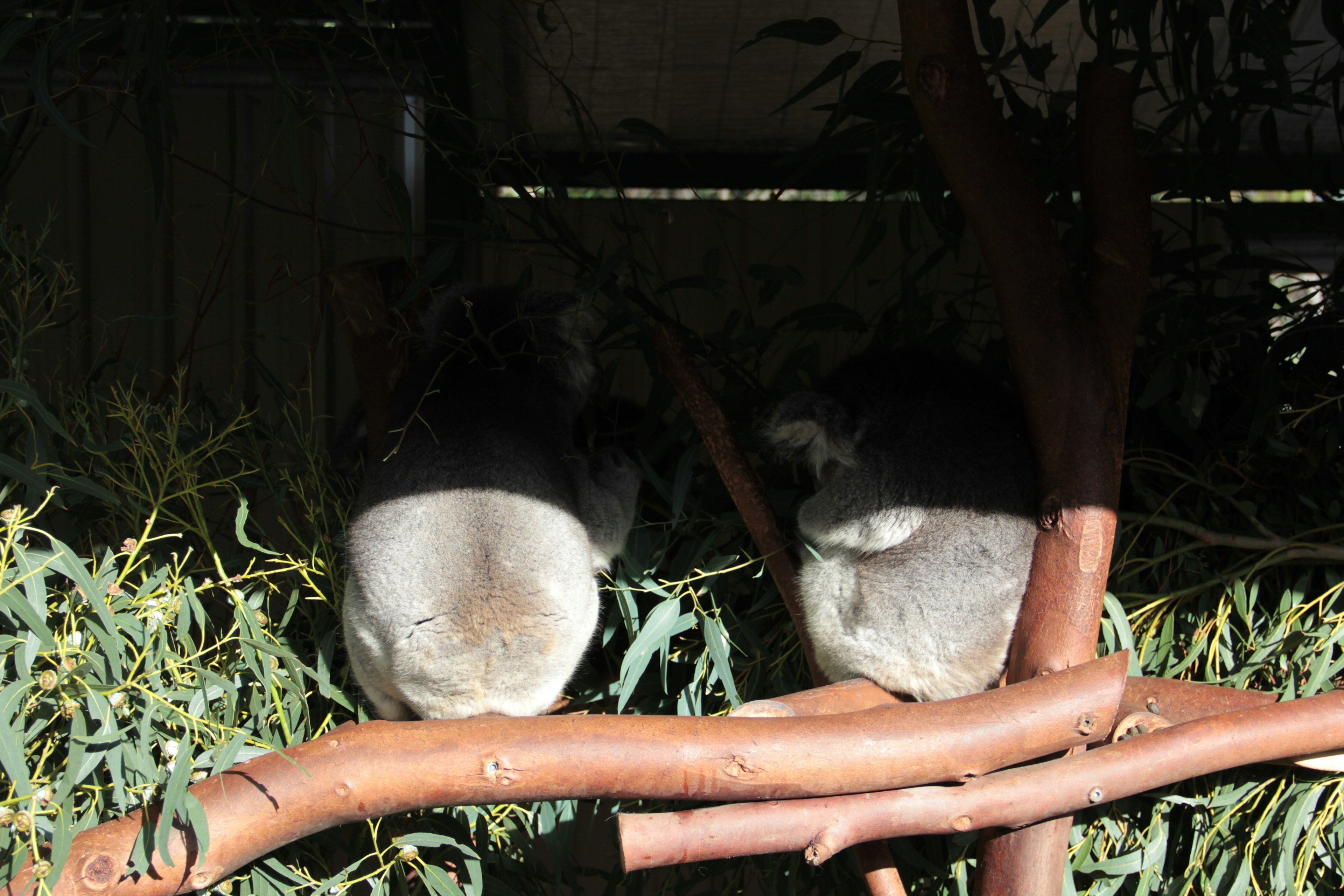 Two koalas sitting on a branch surrounded by eucalyptus leaves