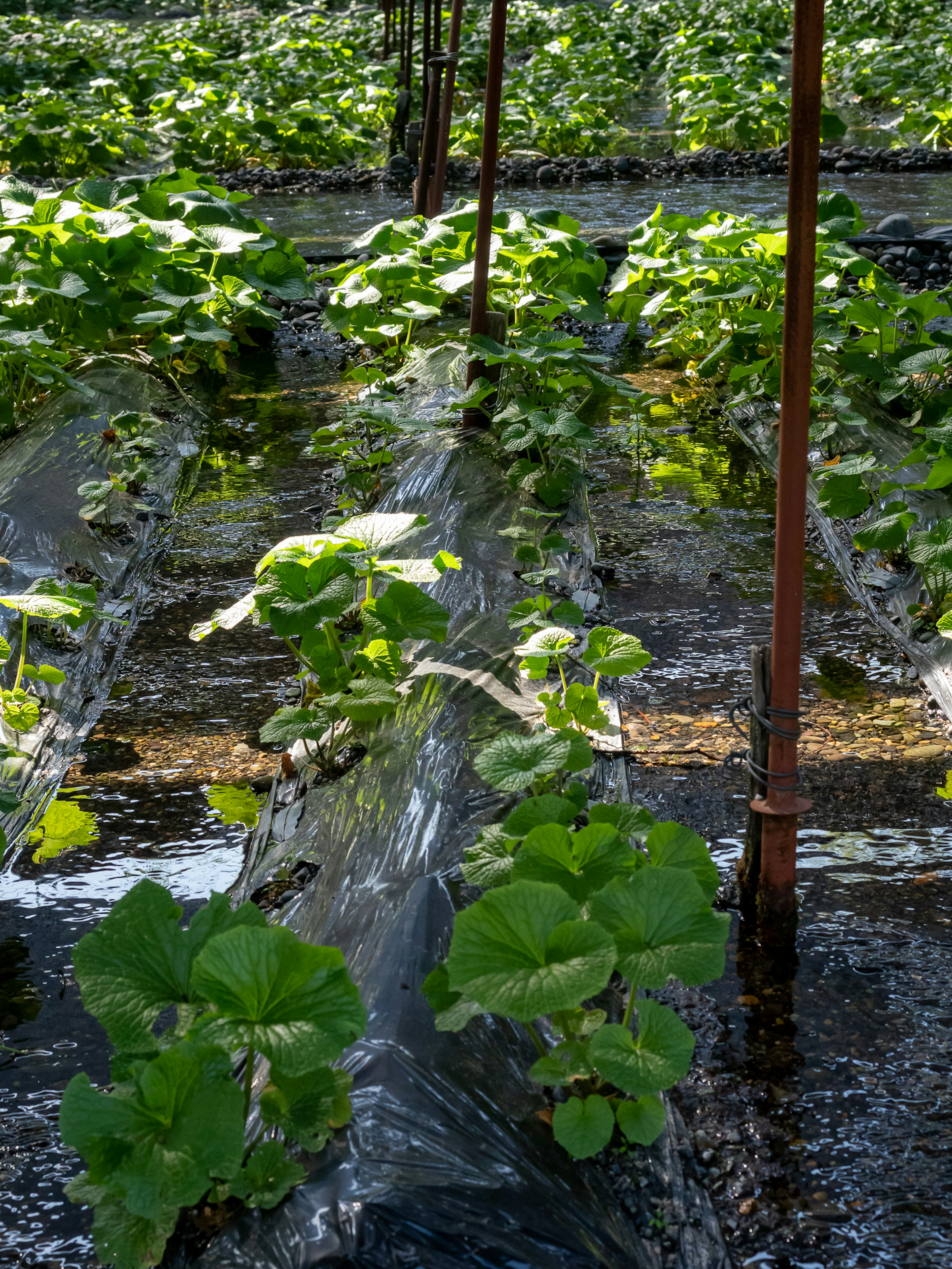 Piante di fragole che crescono in un campo d'acqua con foglie verdi