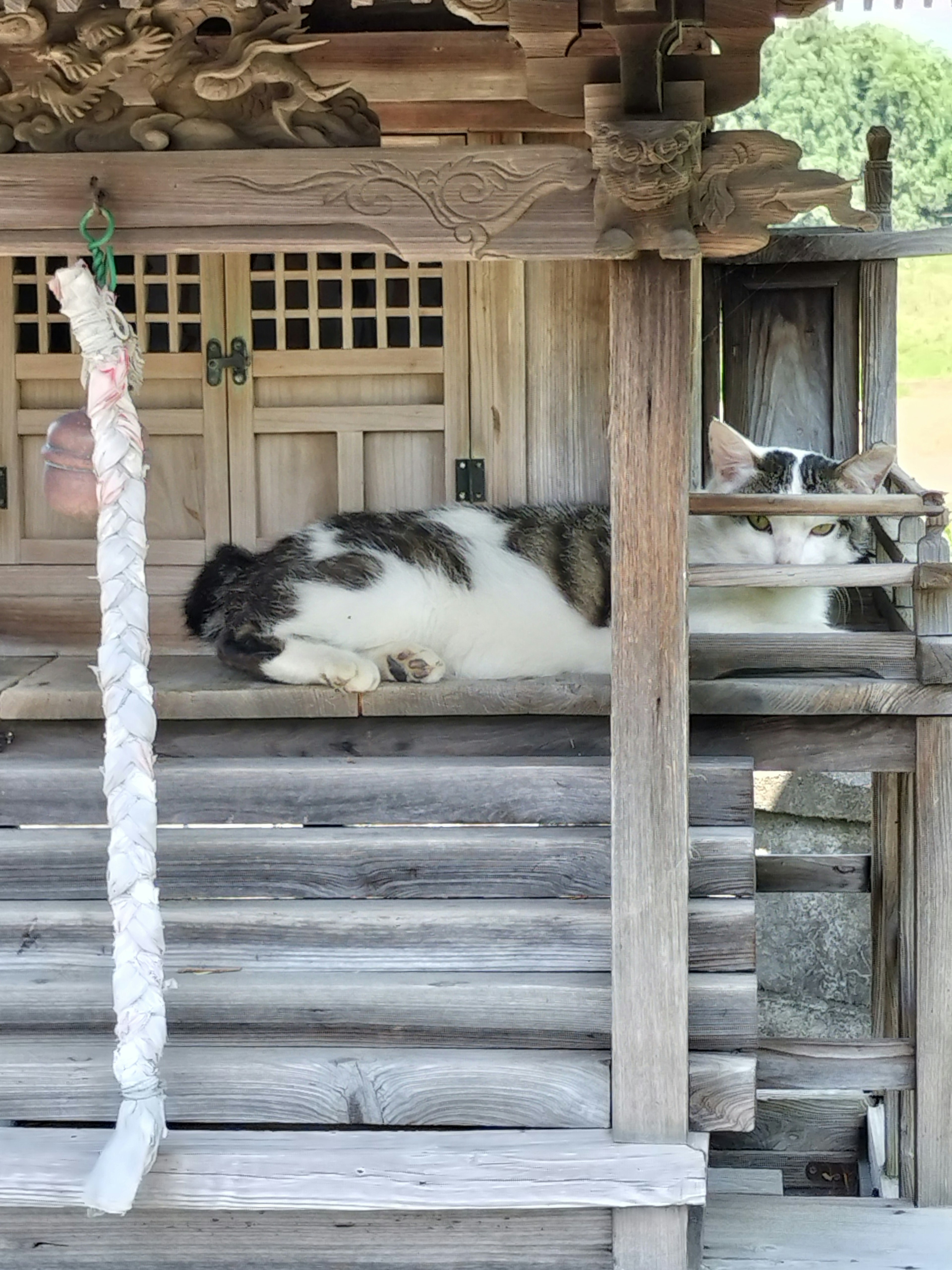 Un chat se reposant à l'intérieur d'une structure en bois