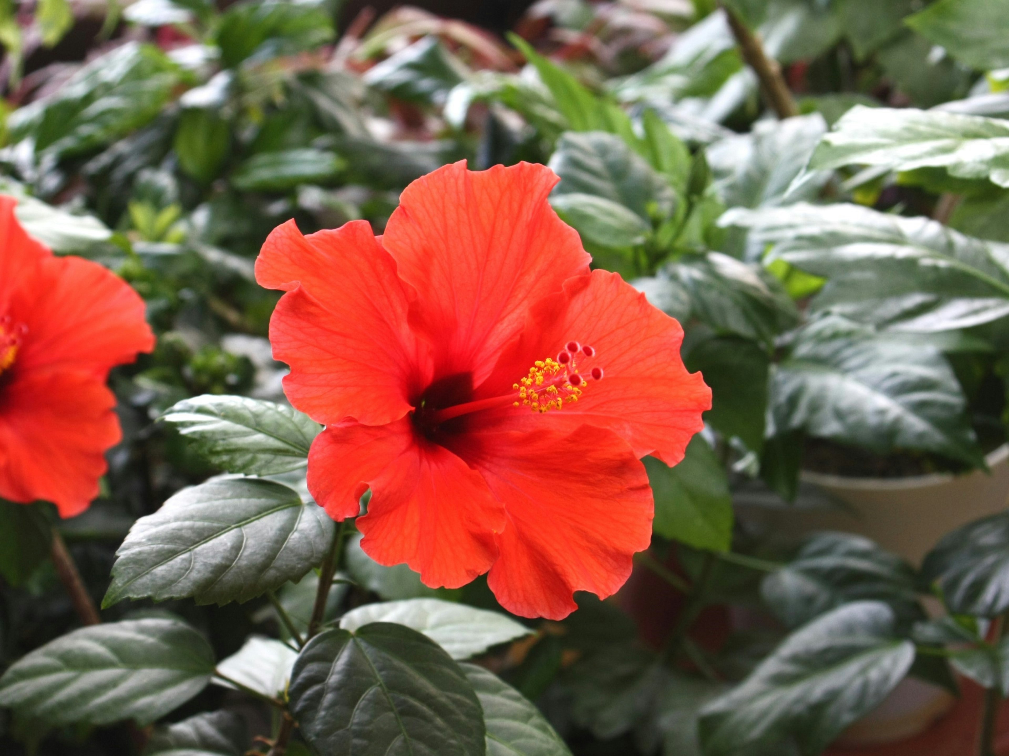 Fiore di ibisco arancione vibrante circondato da foglie verdi