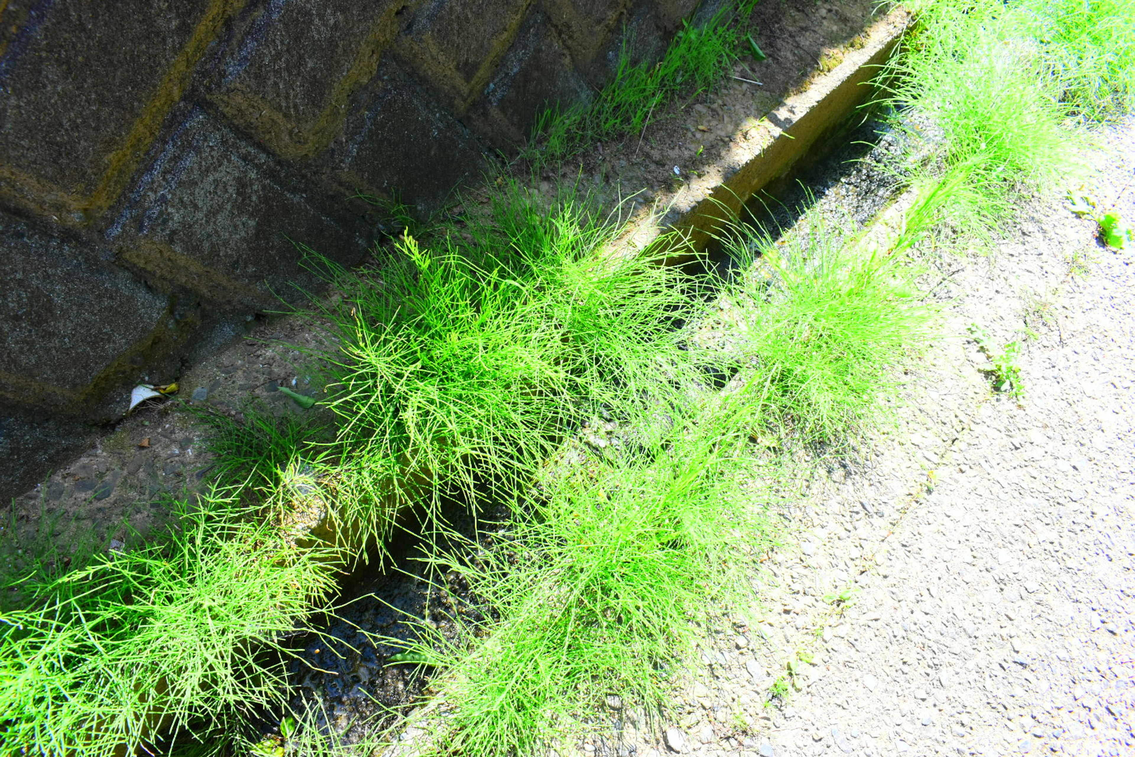 Green grass growing along a stone wall