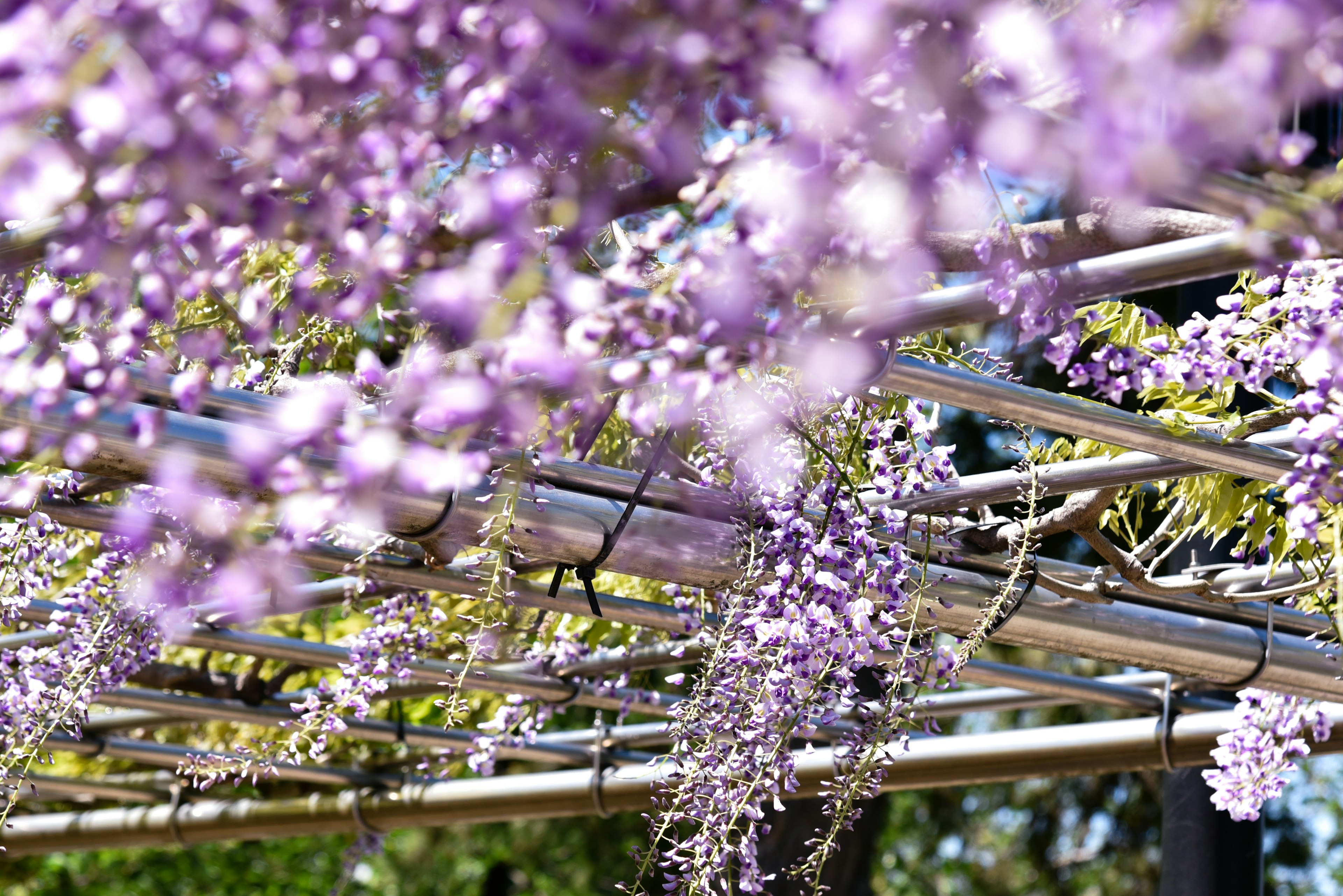 Foto bunga wisteria ungu di trellis