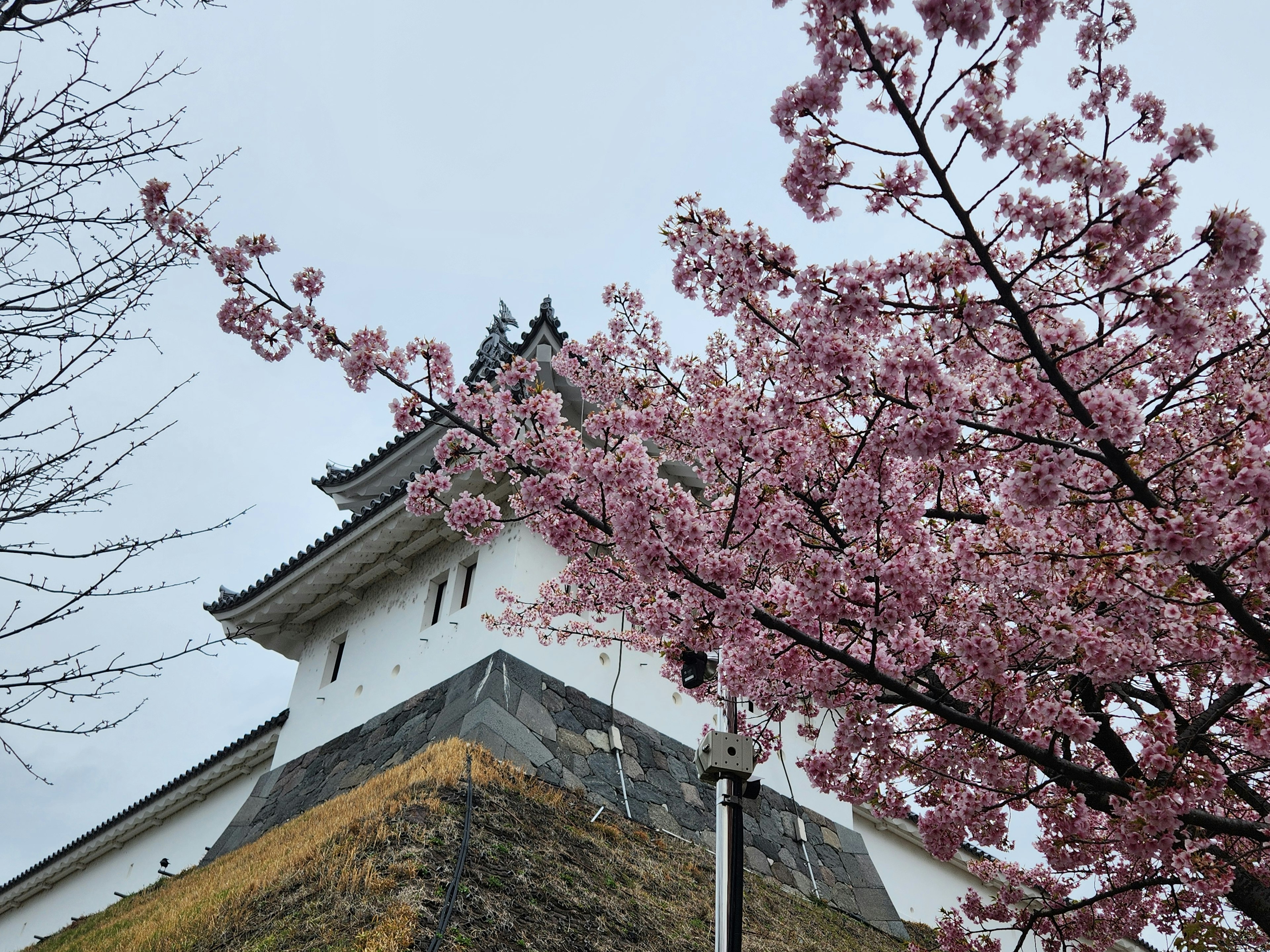 Paysage avec un château blanc partiellement couvert de cerisiers en fleurs