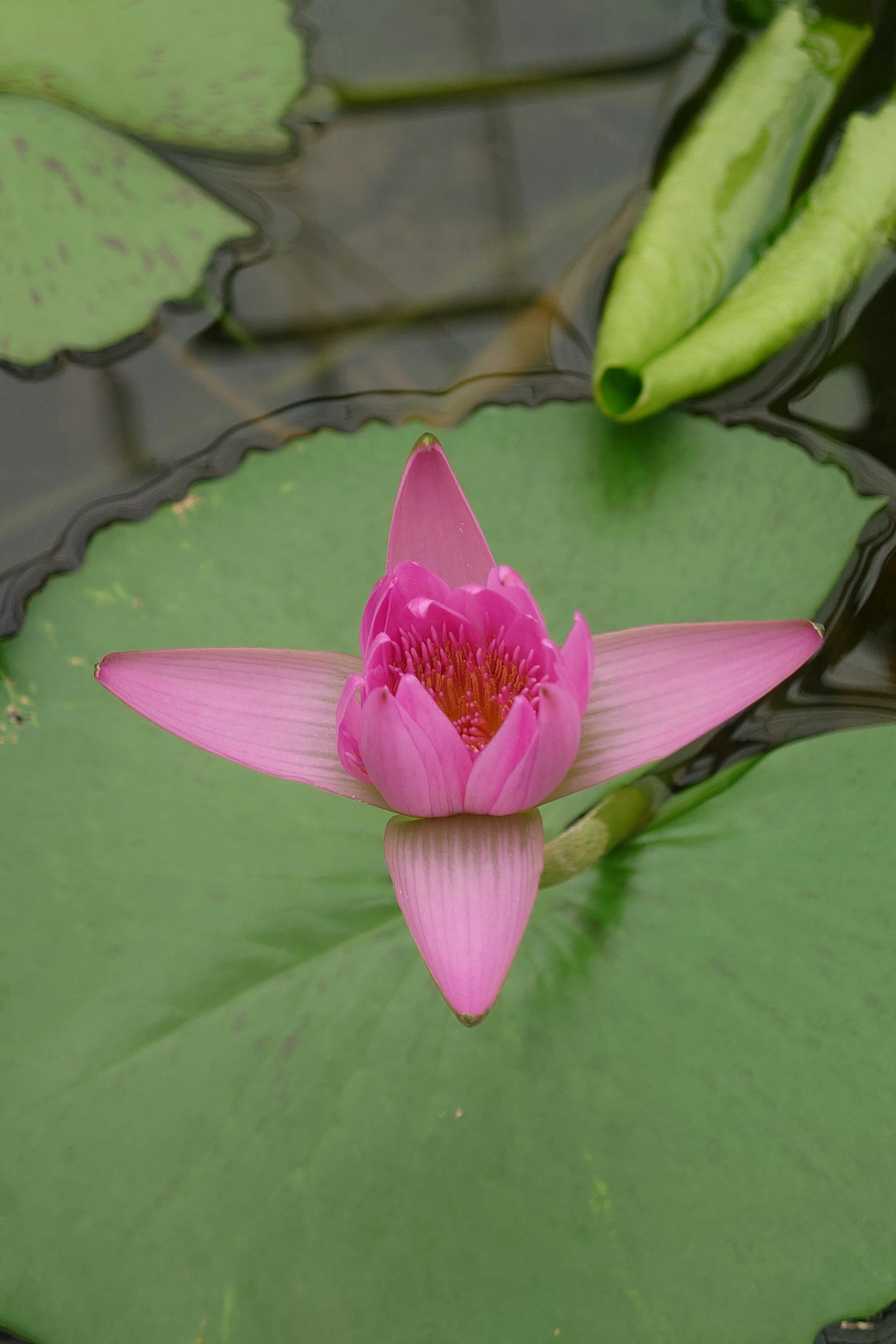 Un bellissimo fiore di loto rosa che sboccia su foglie di ninfea verdi