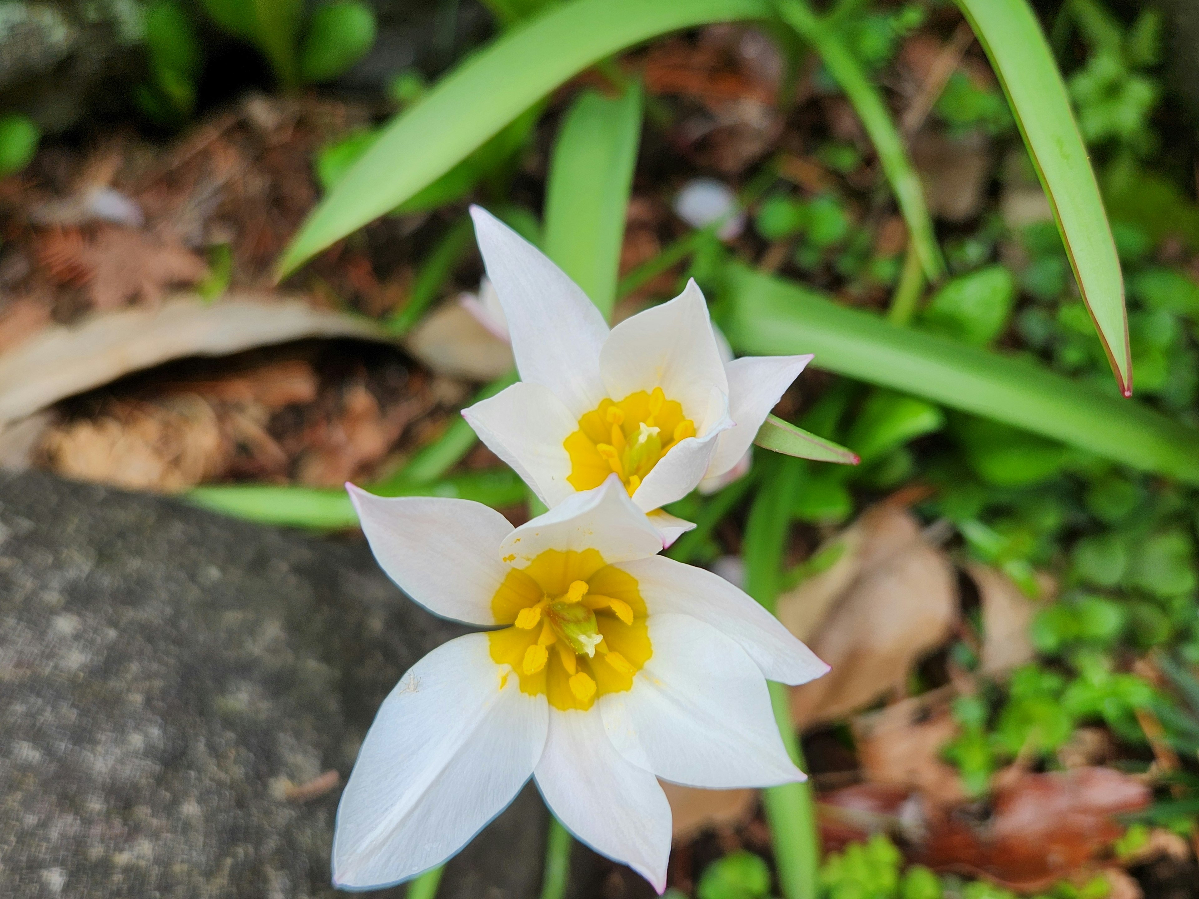 Dos flores blancas con centros amarillos rodeadas de follaje verde