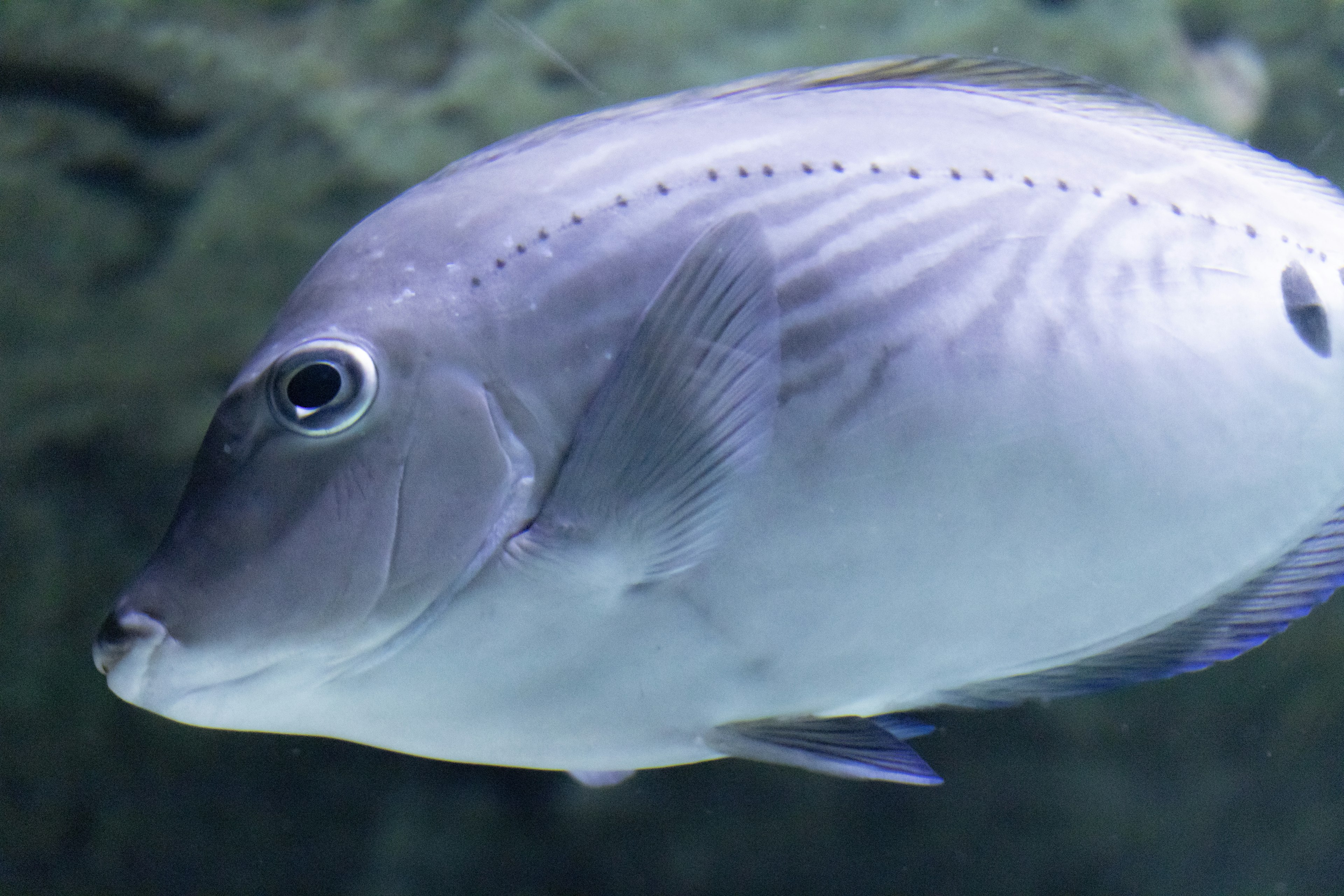 Gambar close-up ikan biru yang berenang di bawah air