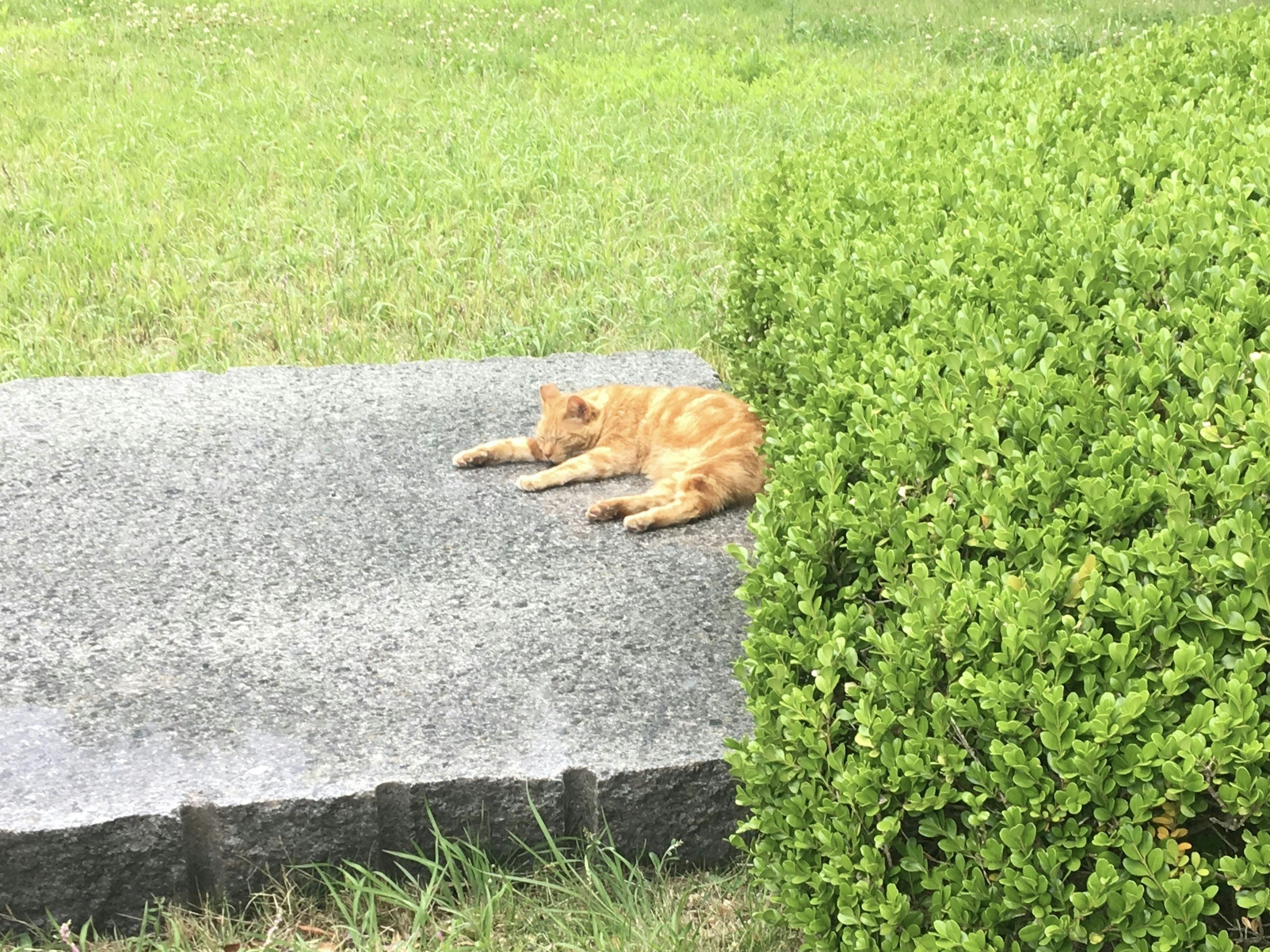 Chat orange couché sur un chemin de pierre à côté d'herbe verte