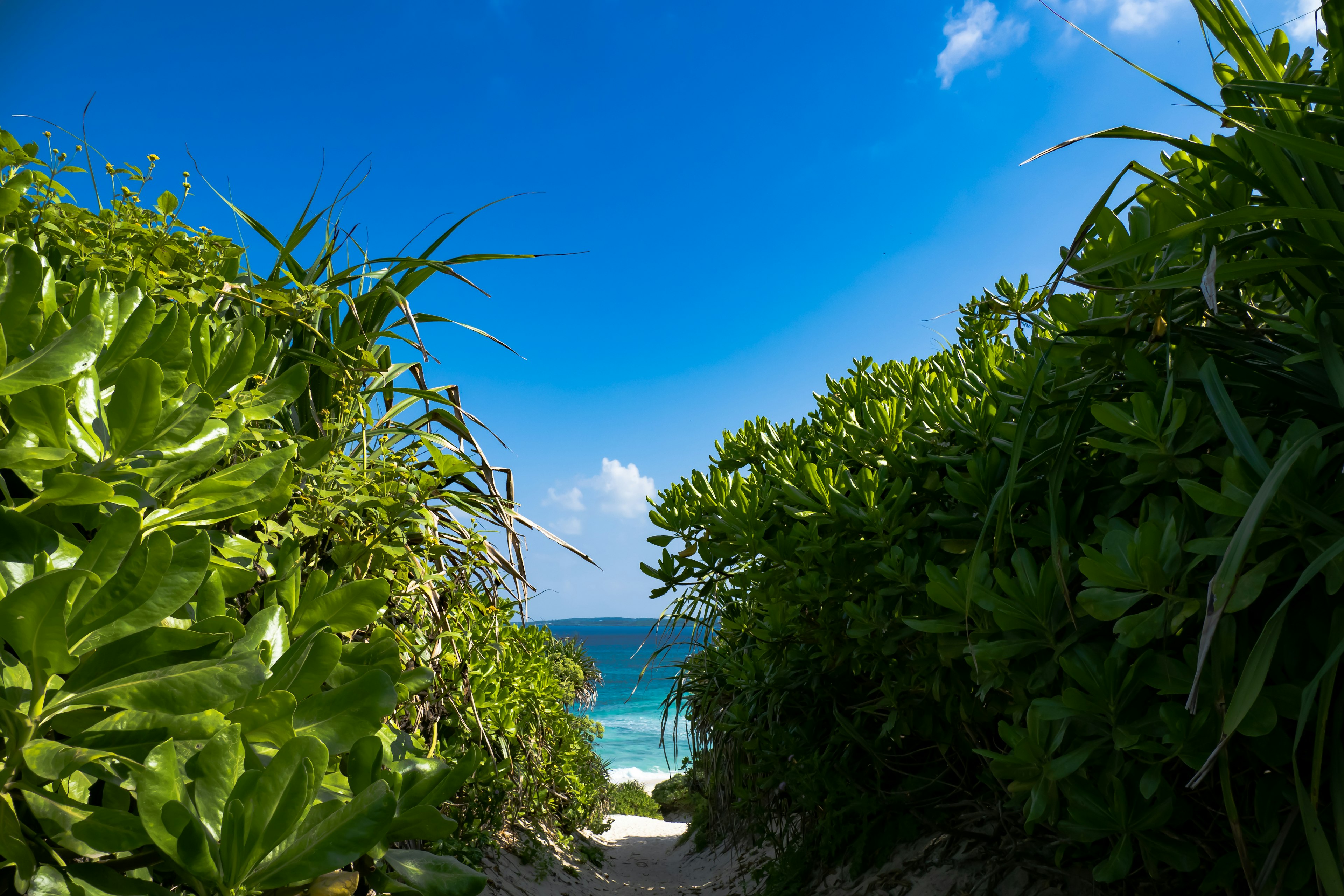 Pathway leading to a beach surrounded by lush greenery and blue sky