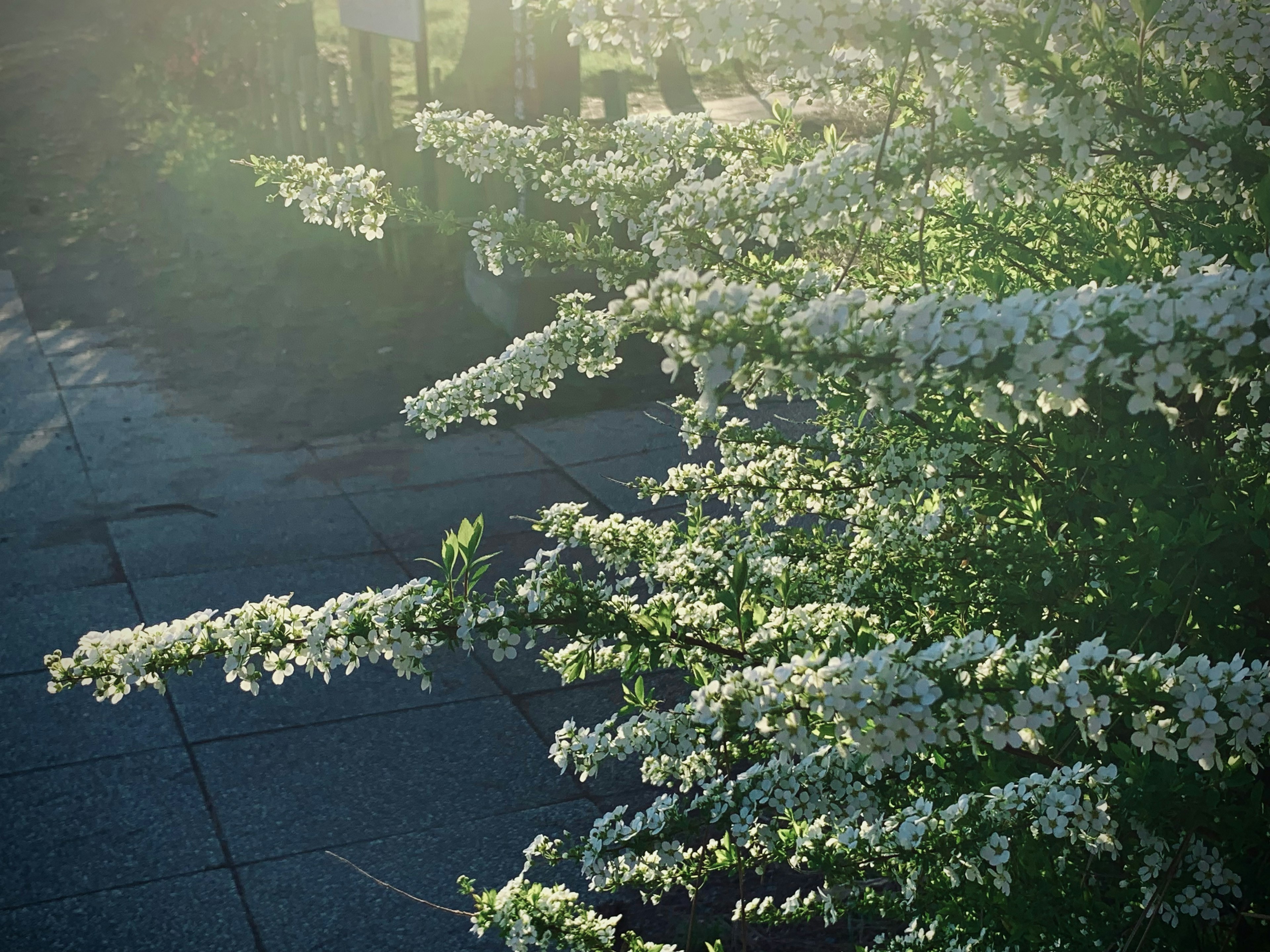 白い花が咲く植物の近景と柔らかな光