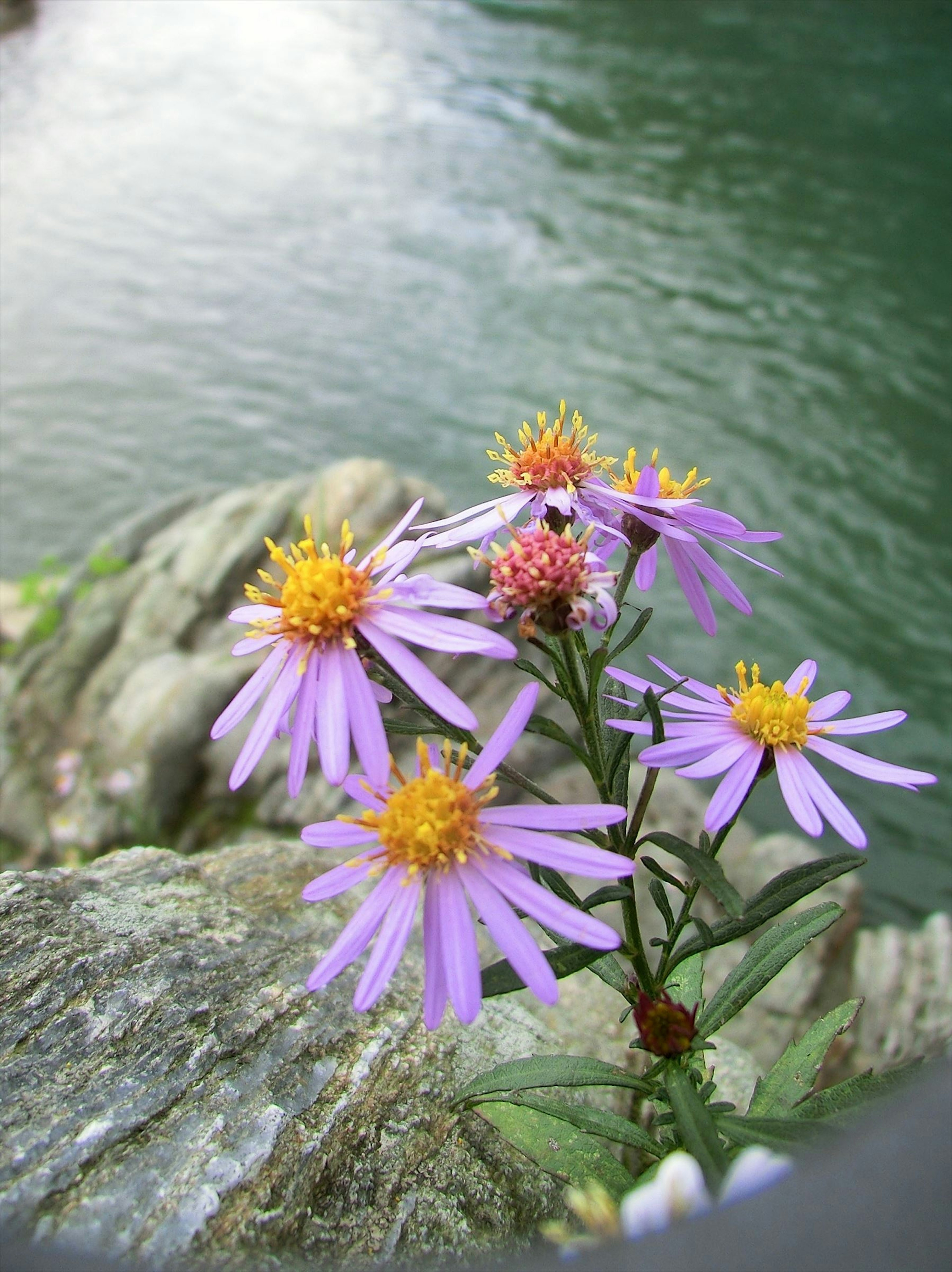 Flores moradas con centros amarillos creciendo junto al agua