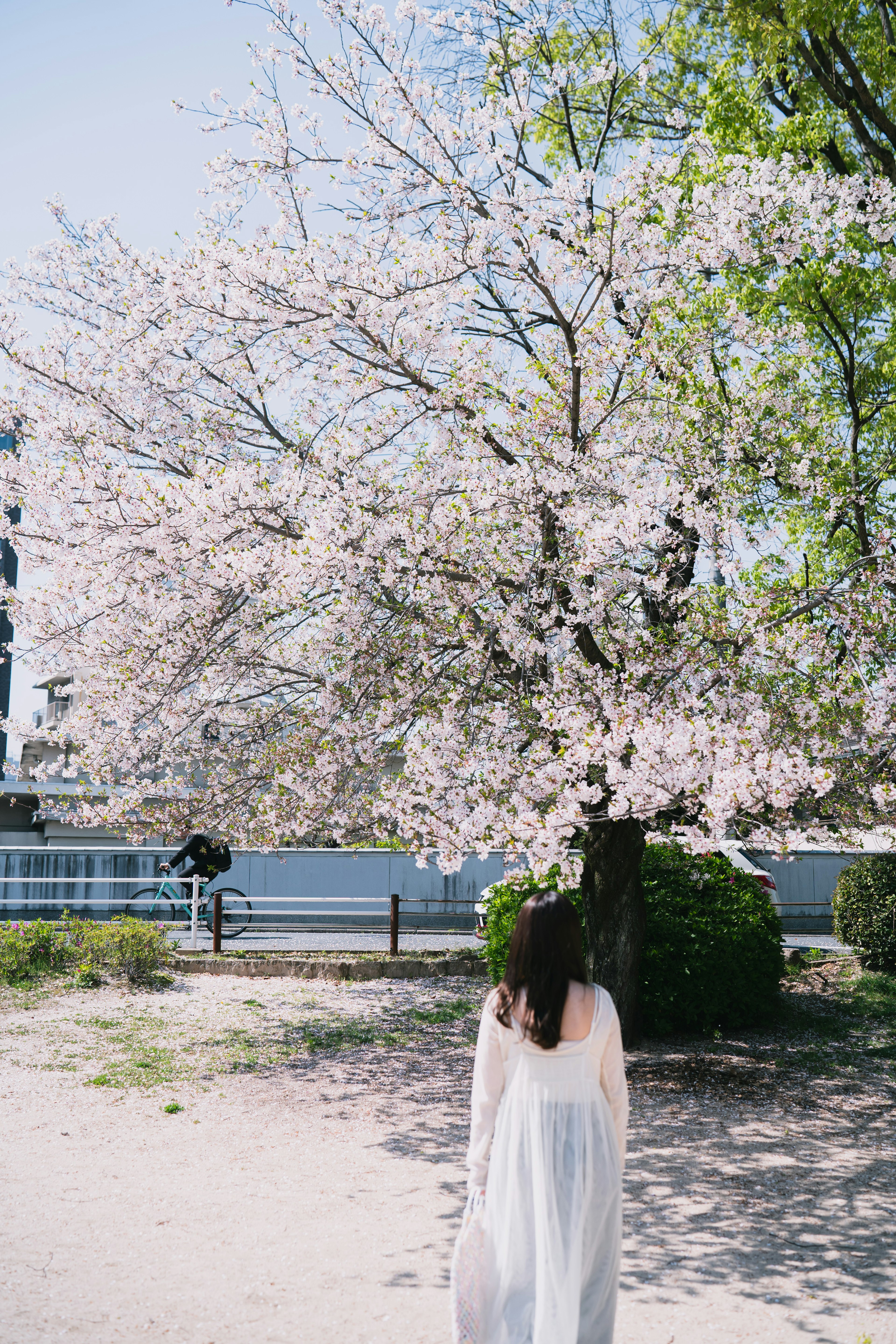 桜の木の下で白いドレスを着た女性が背を向けて歩いている