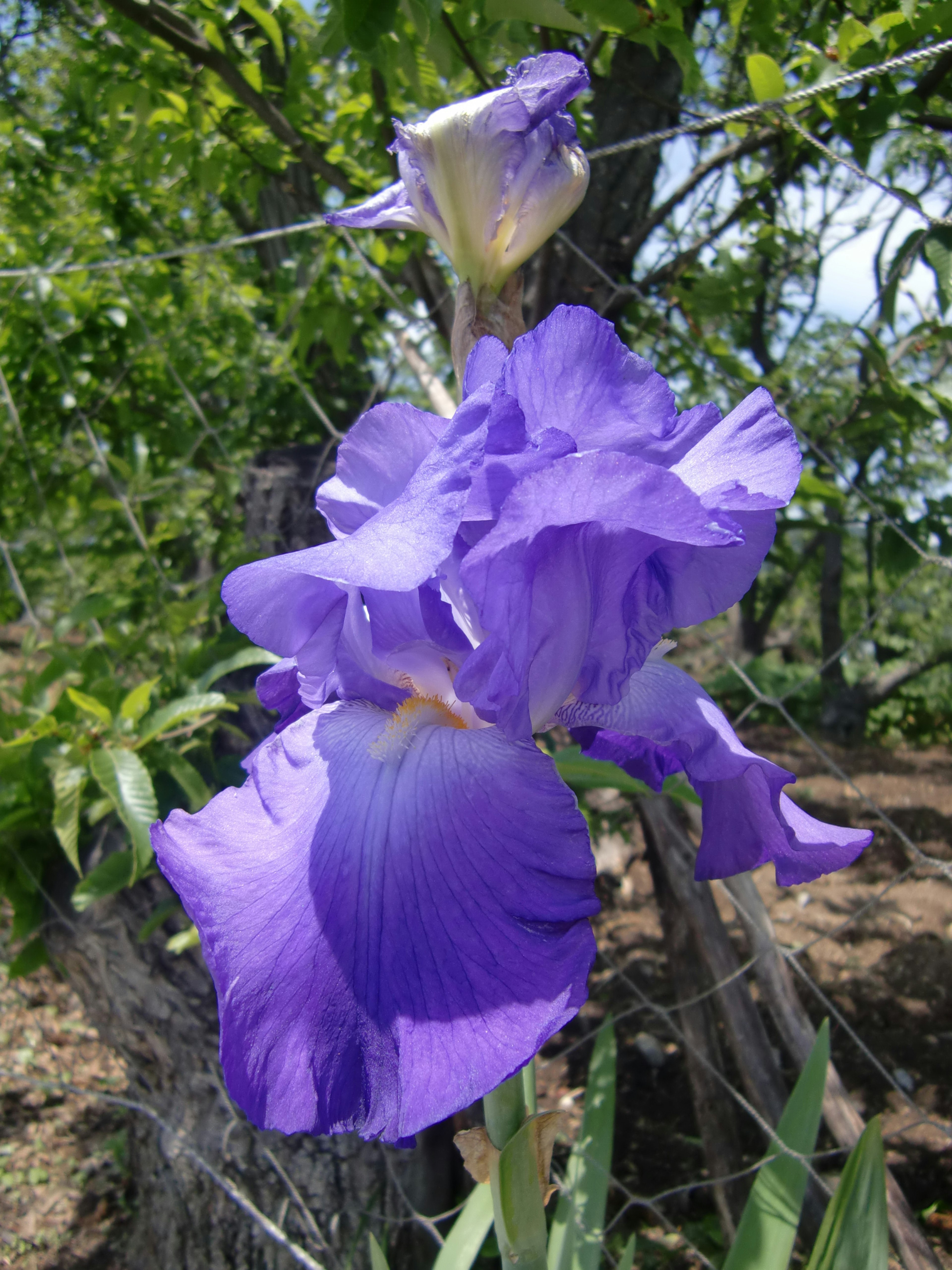 Fiore di iris viola che sboccia in un giardino