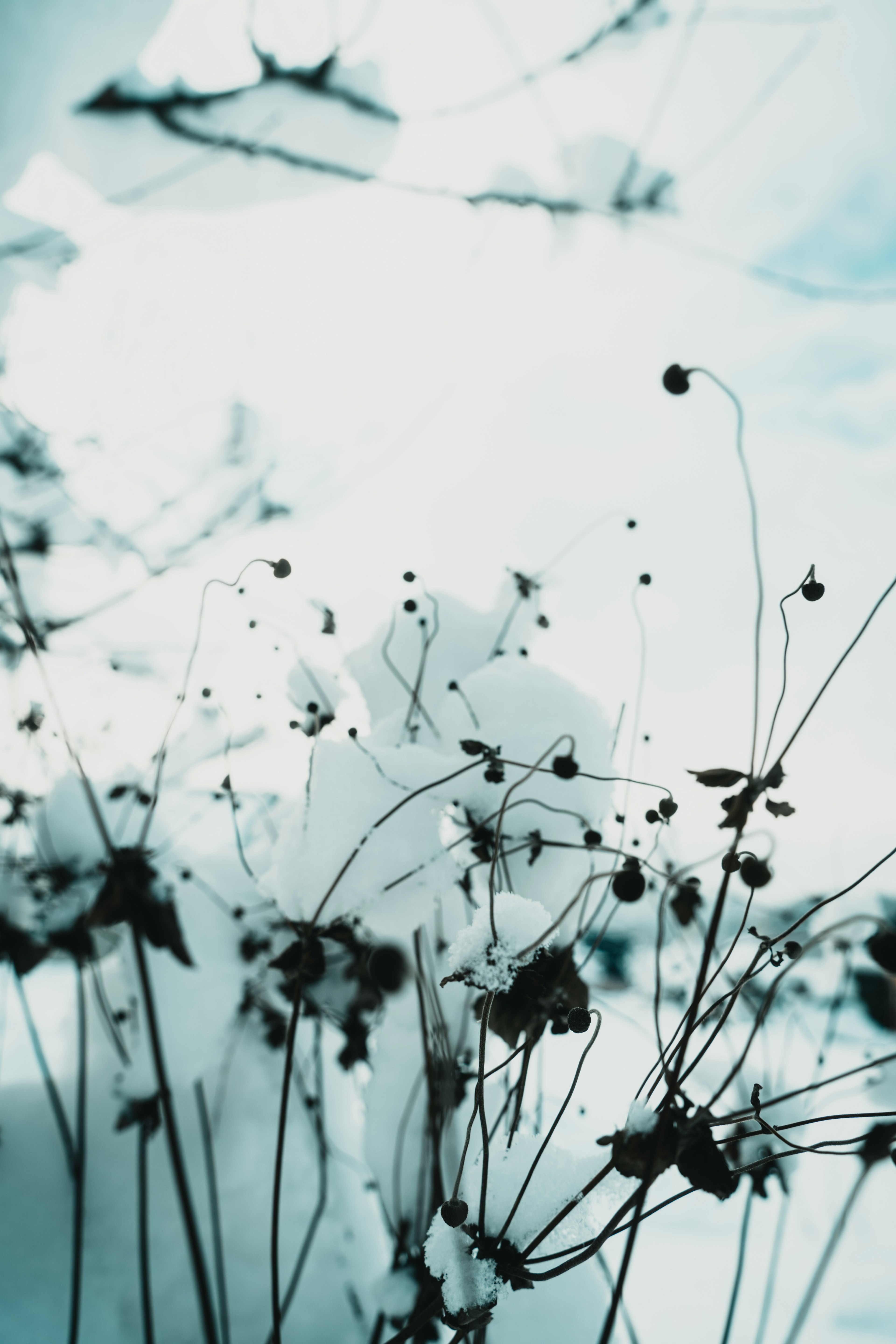 Silhouetted flowers against a soft blue background