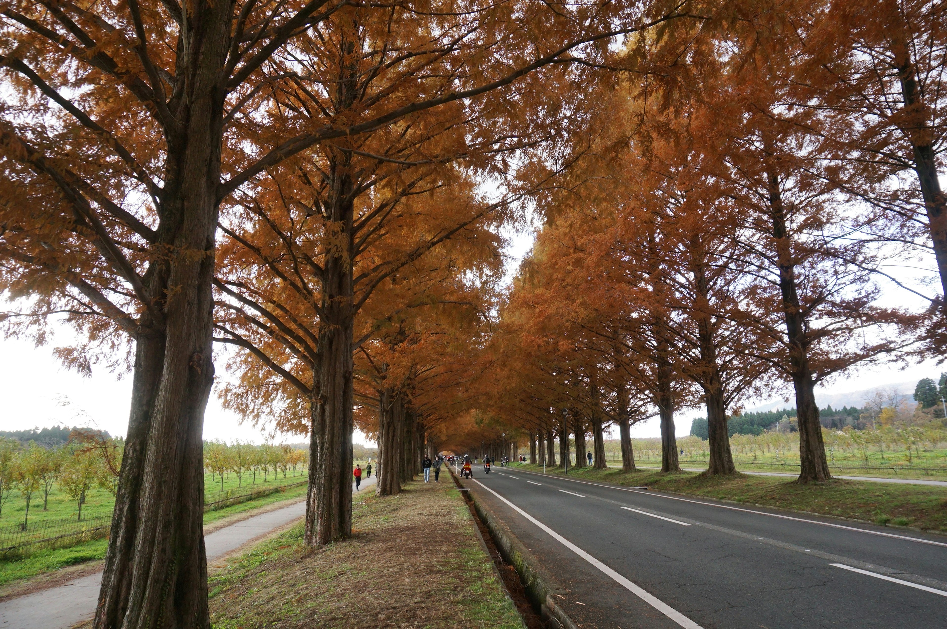 Ruhige Straße gesäumt von orangefarbenen Herbstbäumen