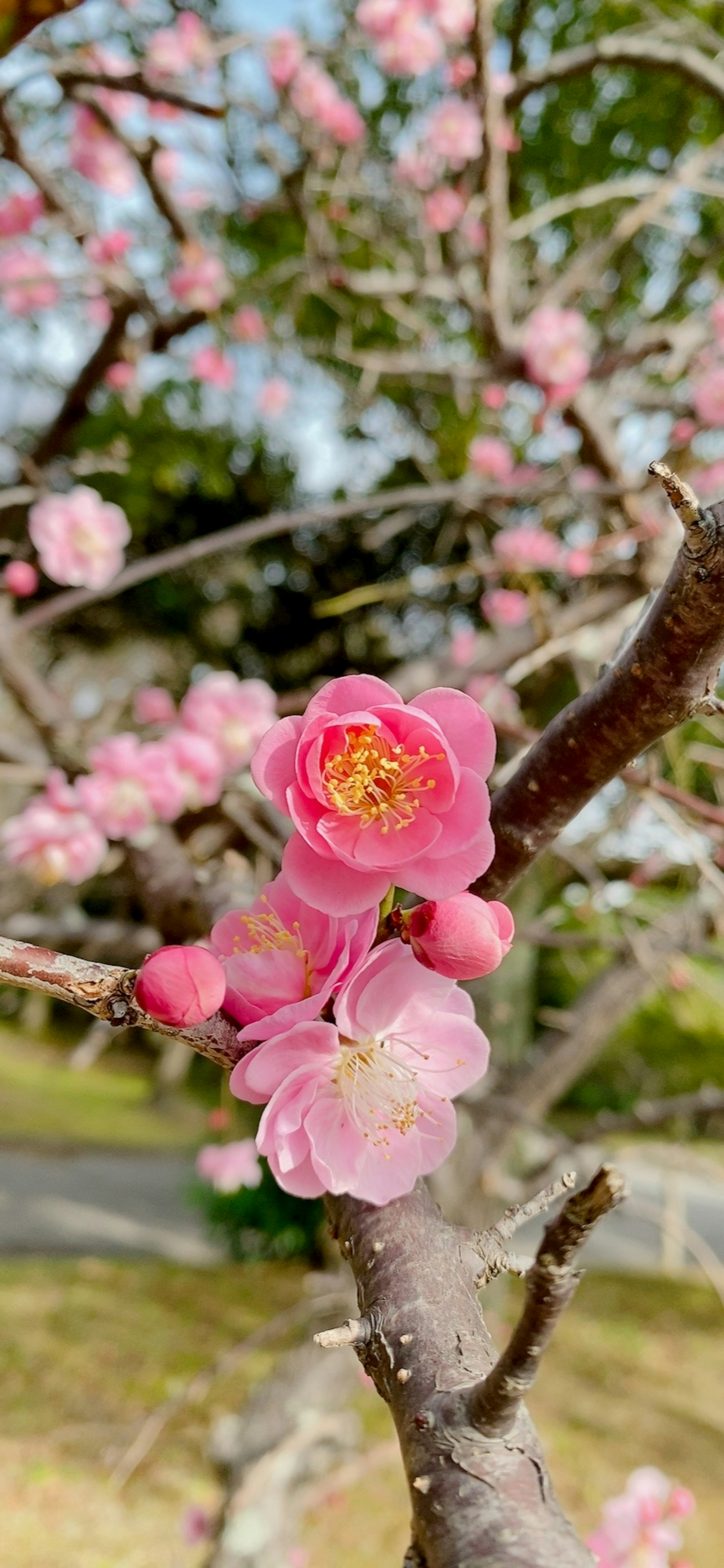 Nahaufnahme eines Zweigs mit blühenden rosa Blumen